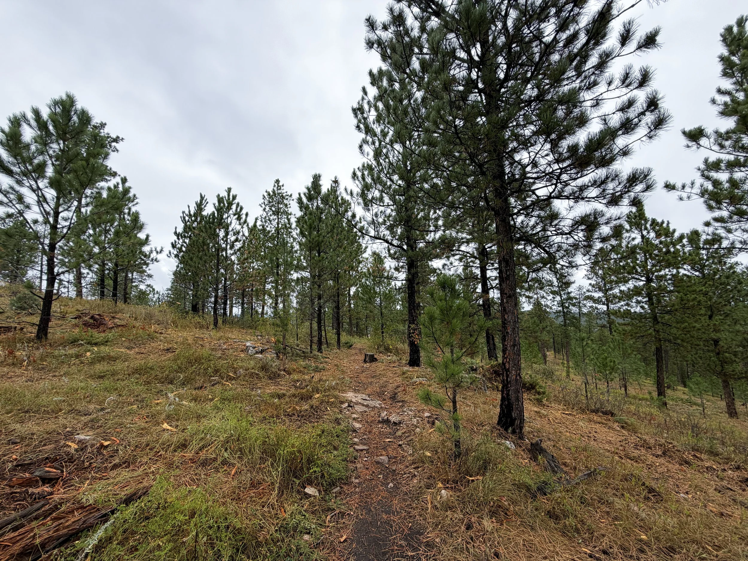 Buzzards Roost Trail Black Hills Rapid City South Dakota
