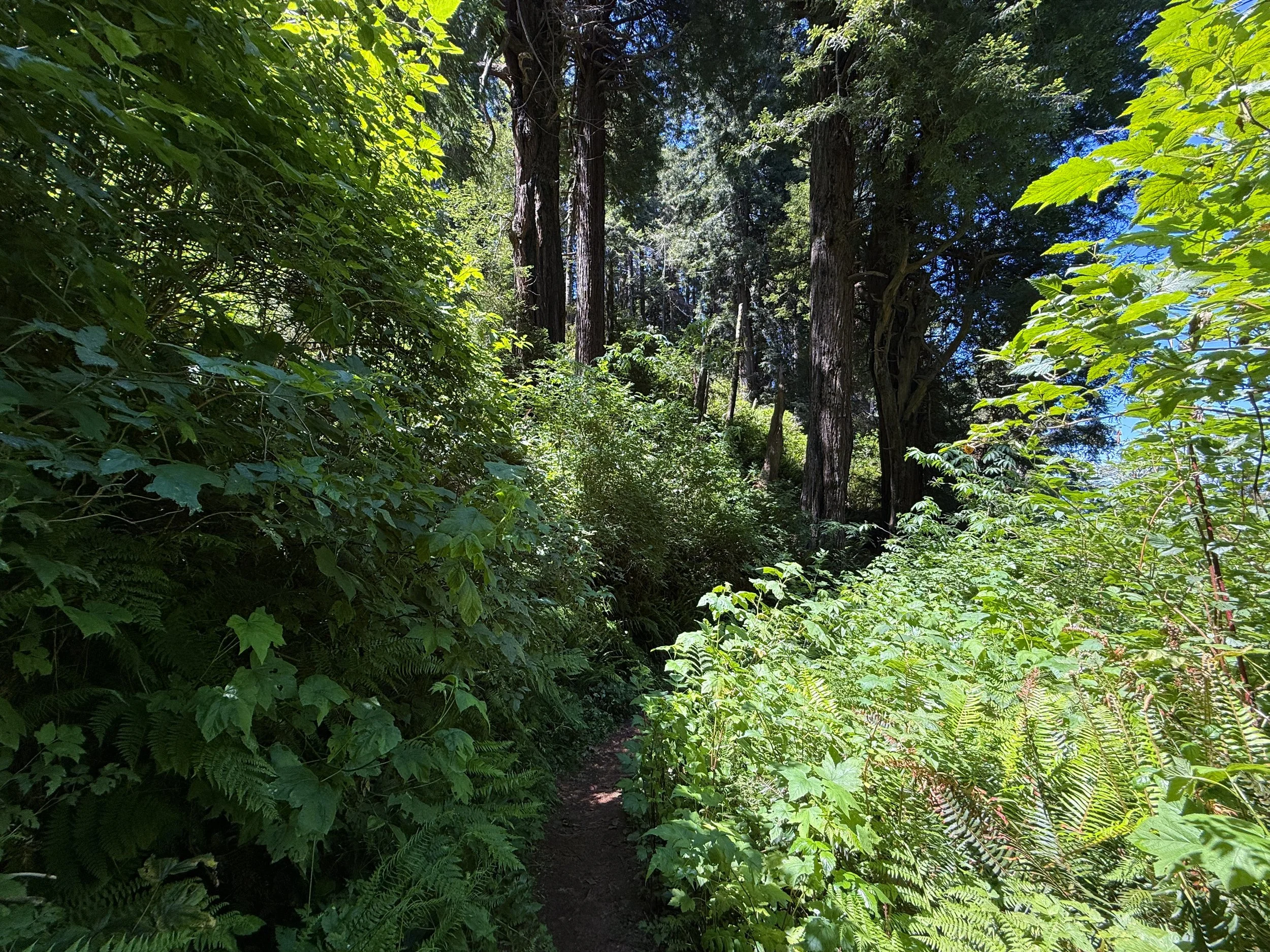 Ossagon Trail Prairie Creek Redwoods State Park California