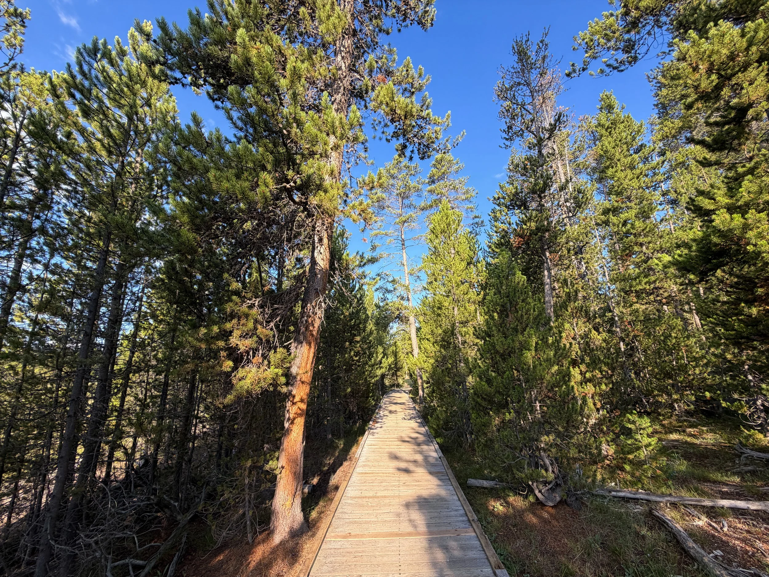Upper Geyser Basin Trail Yellowstone National Park Wyoming