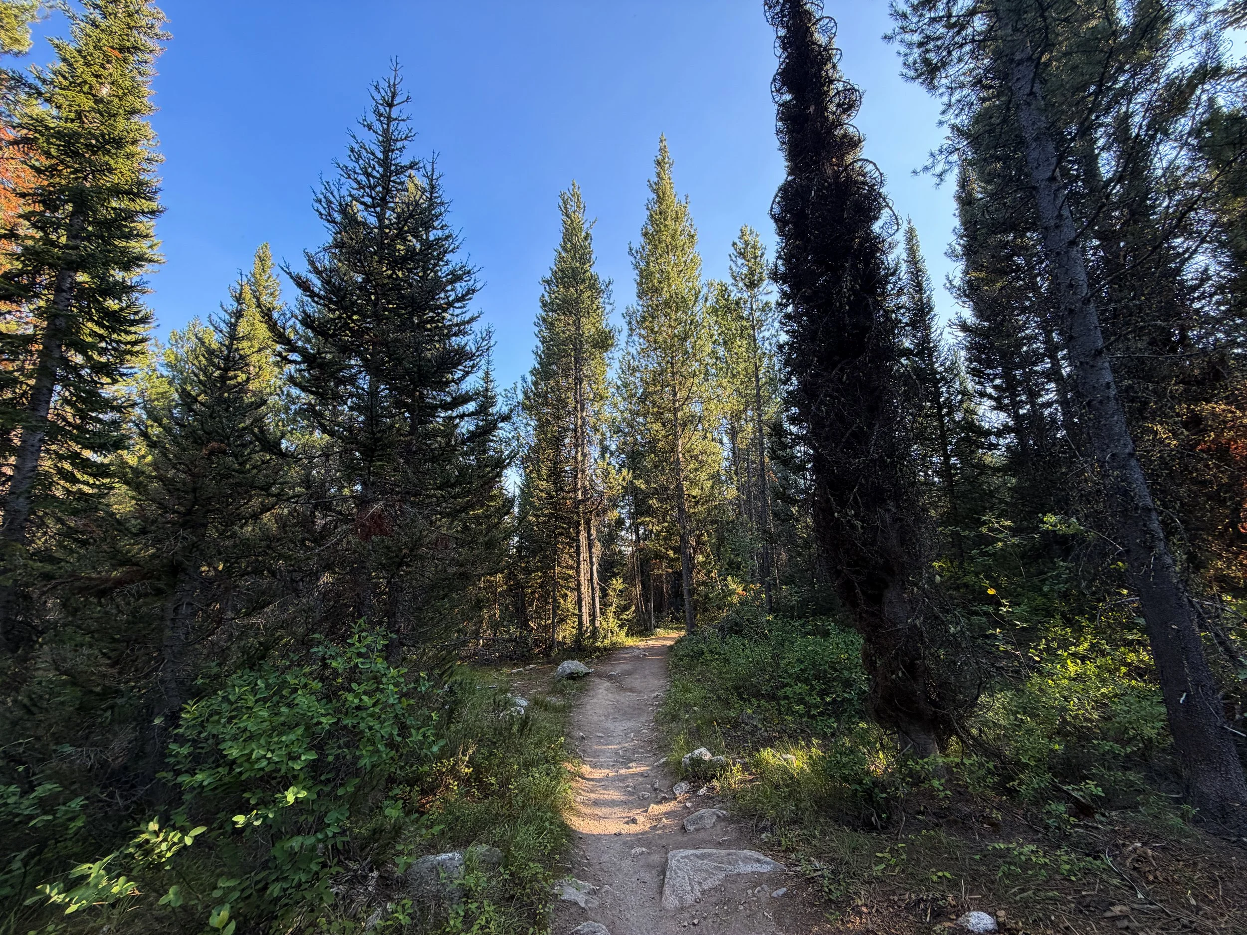 Moose Ponds Loop Trail Grand Teton National Park Wyoming