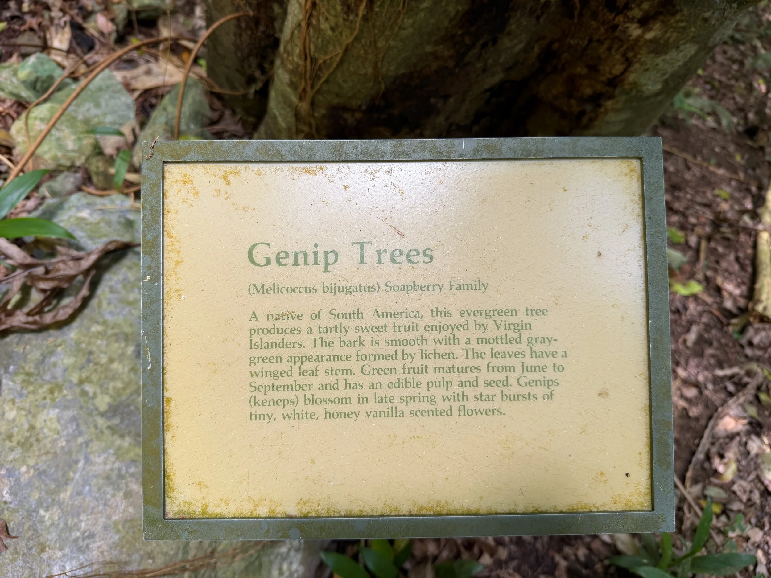 Reef Bay Hike Virgin Islands National Park