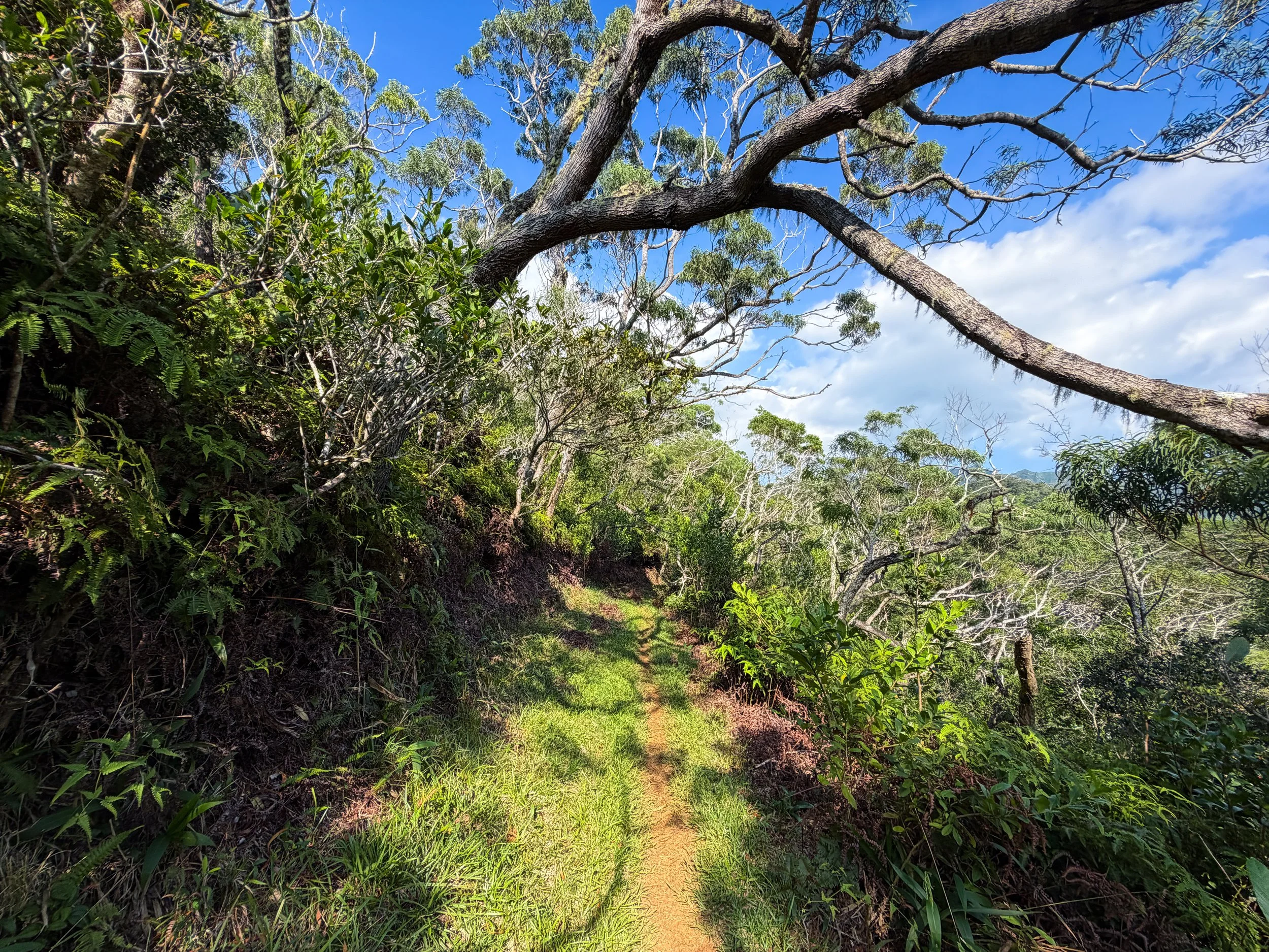 Nuuanu Trail Oahu Hawaii