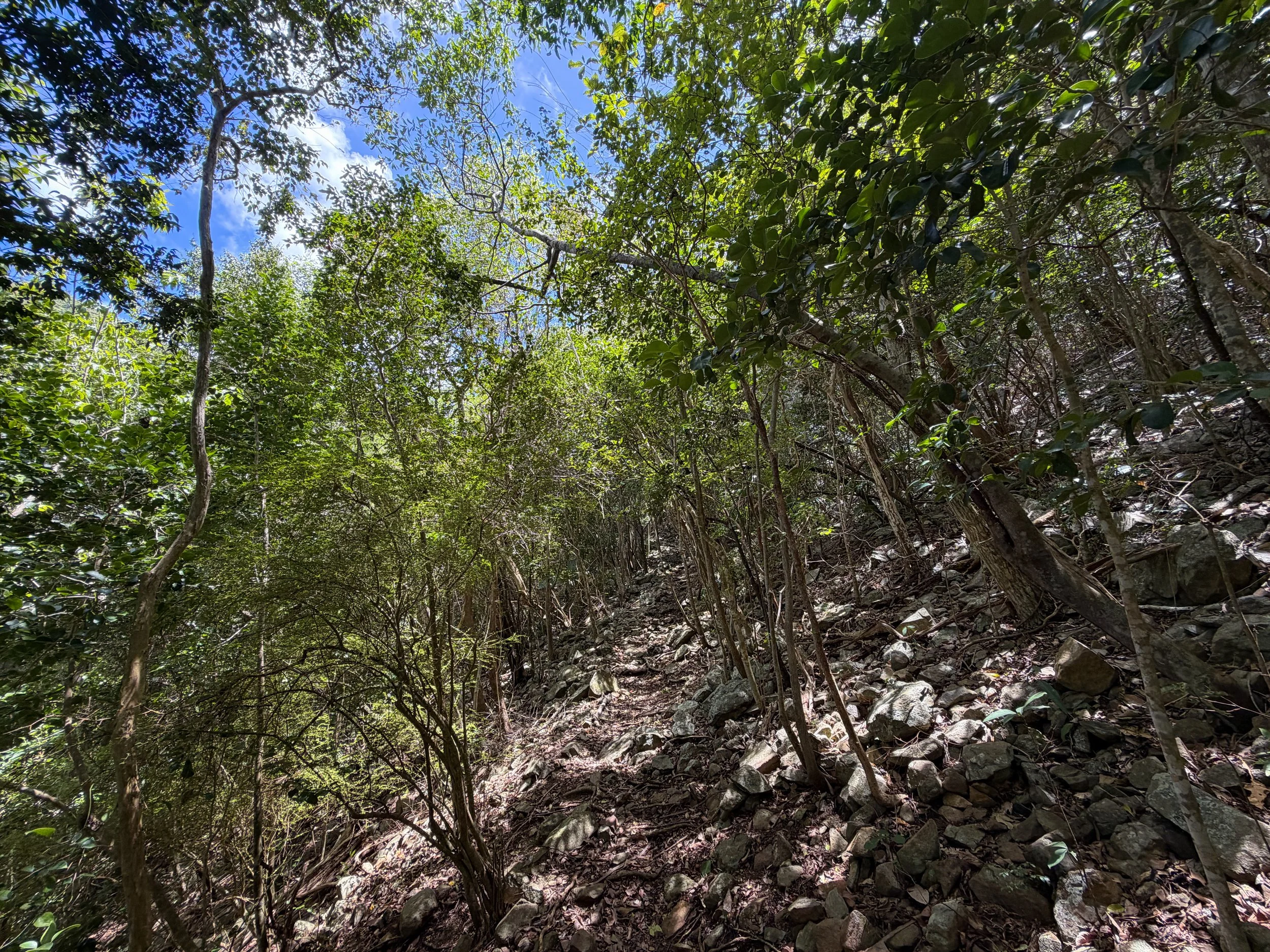 Tamarind Trail Virgin Islands National Park