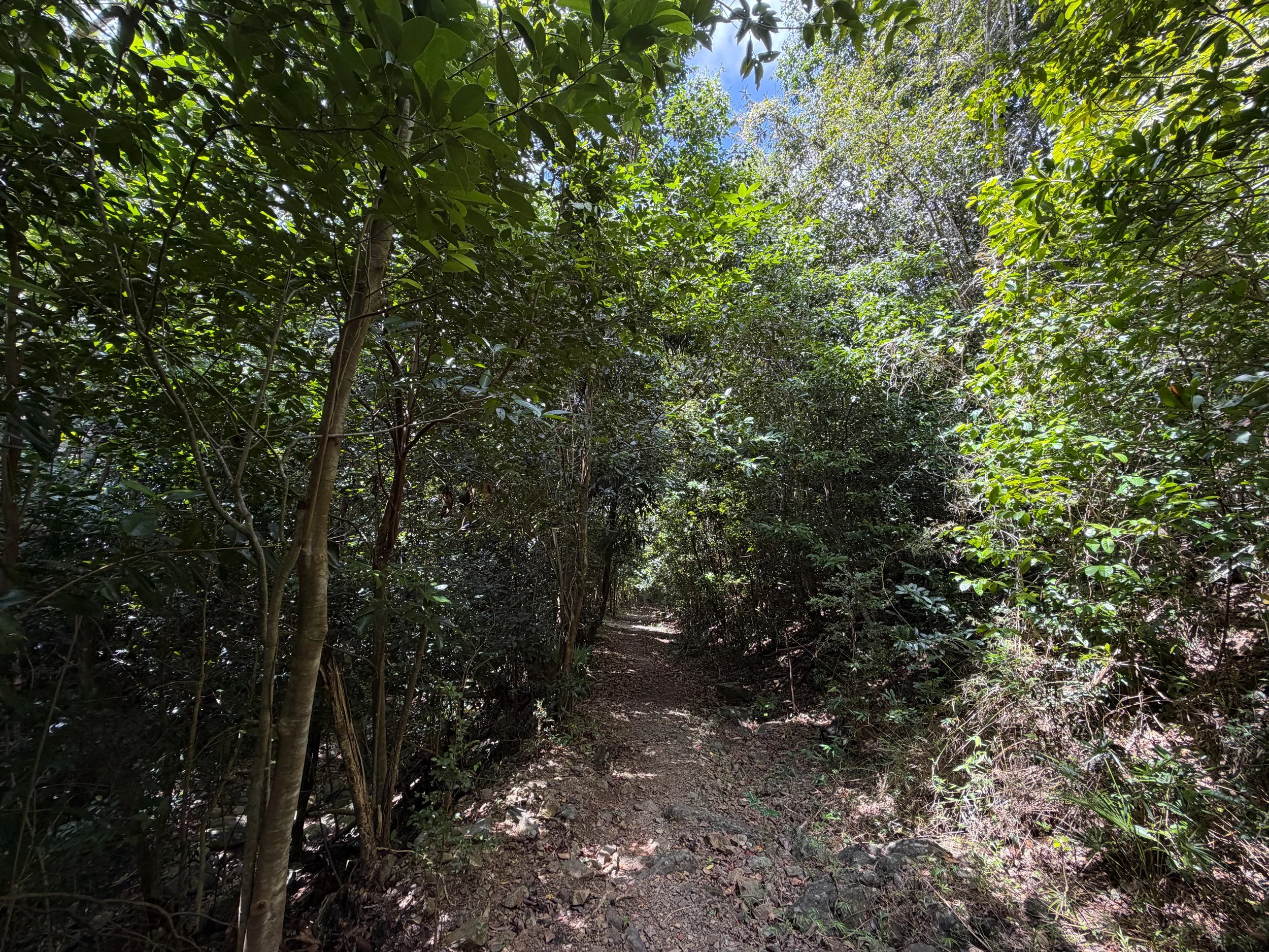LEsperance Trail Virgin Islands National Park