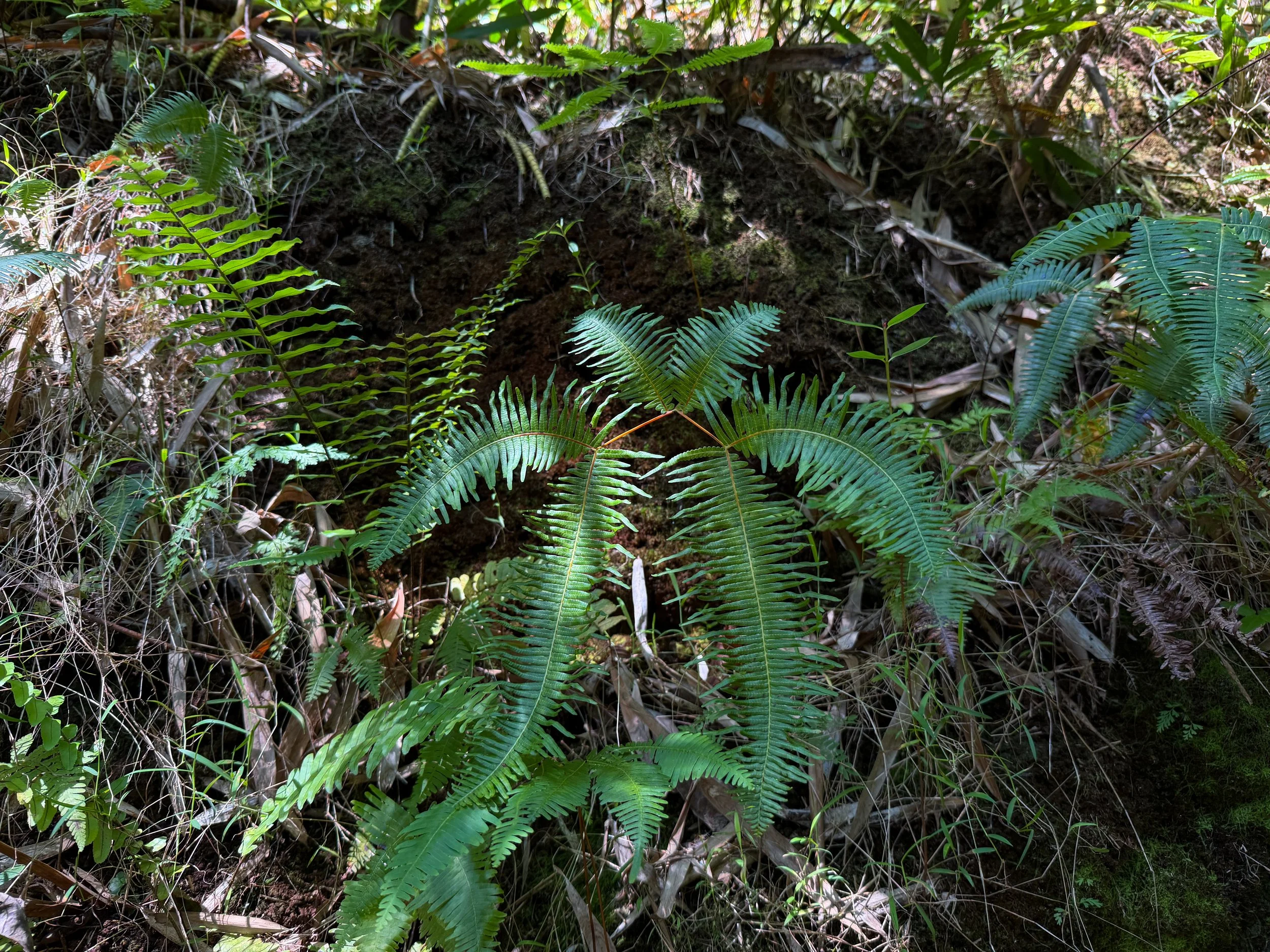 Uluhe Dicranopteris linearis