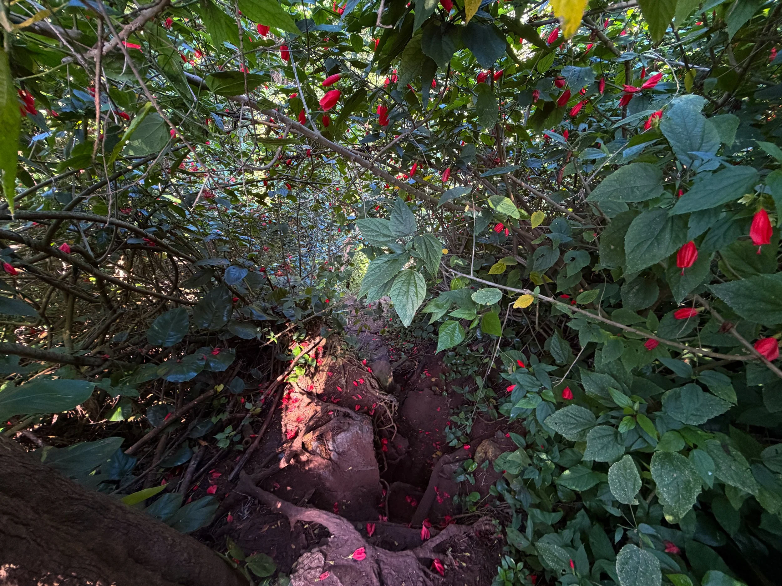 Kaau Crater Trail Oahu Hawaii