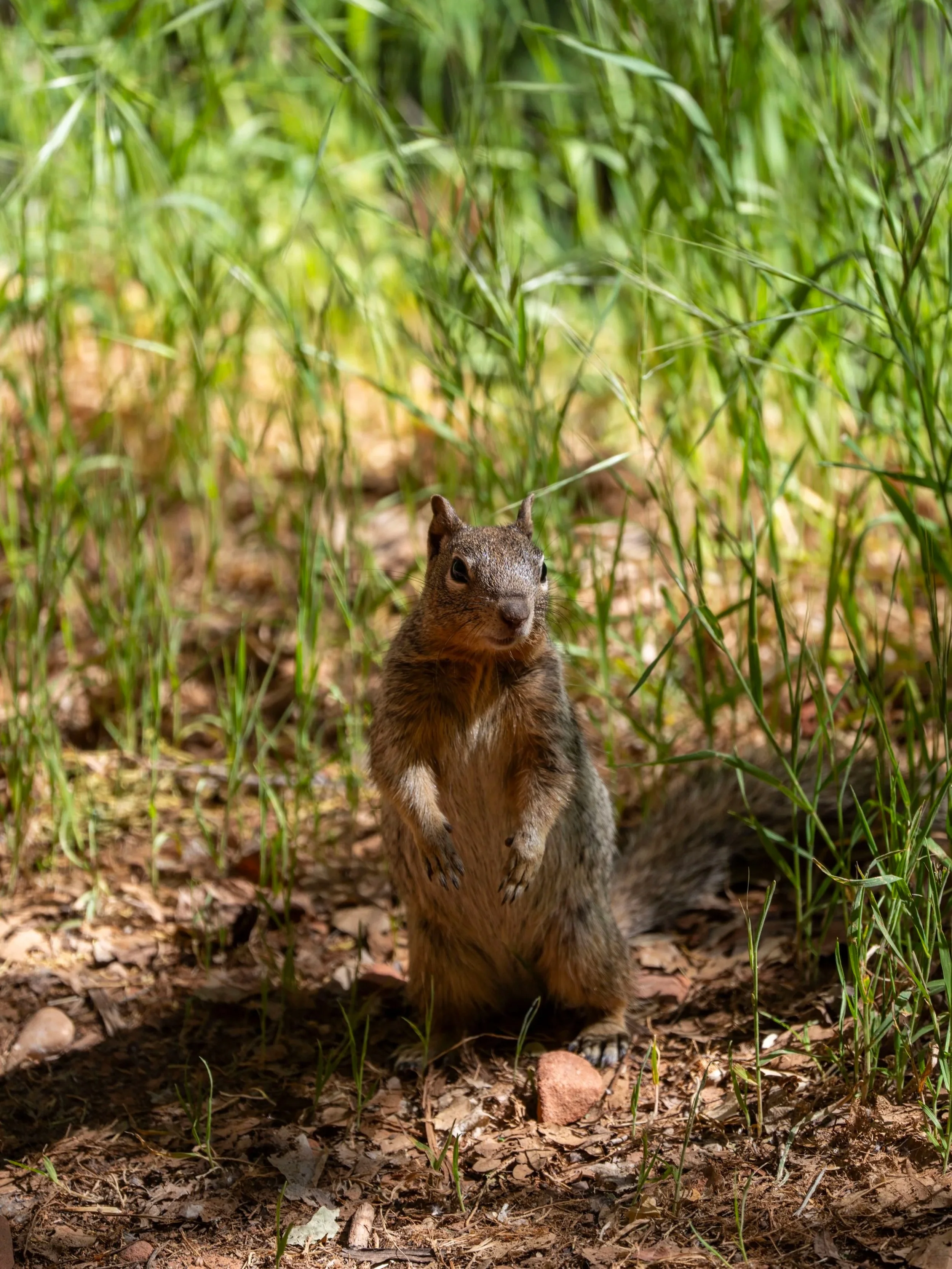 Squirrels Zion National Park