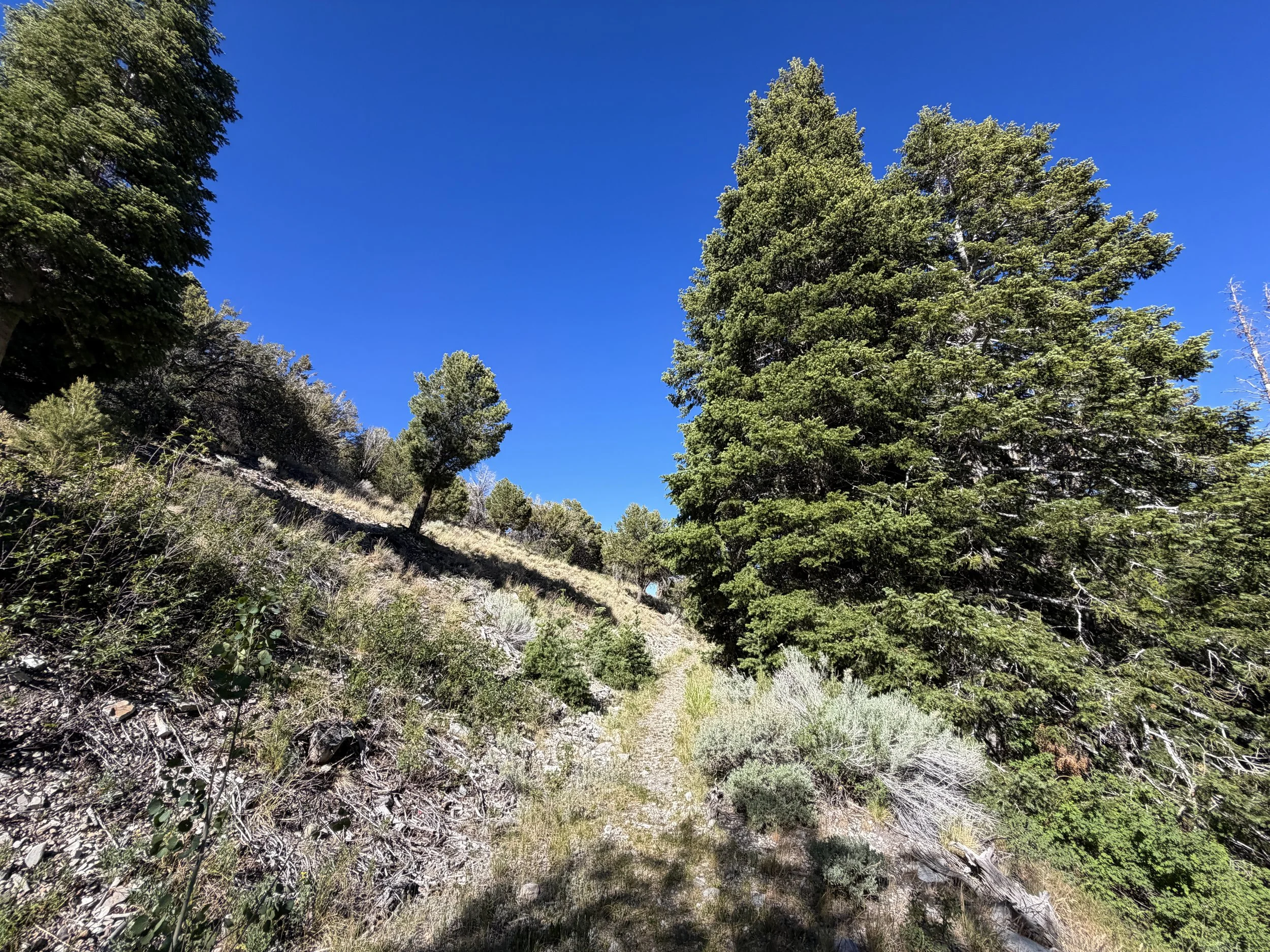Osceola Ditch Trail Great Basin National Park Nevada