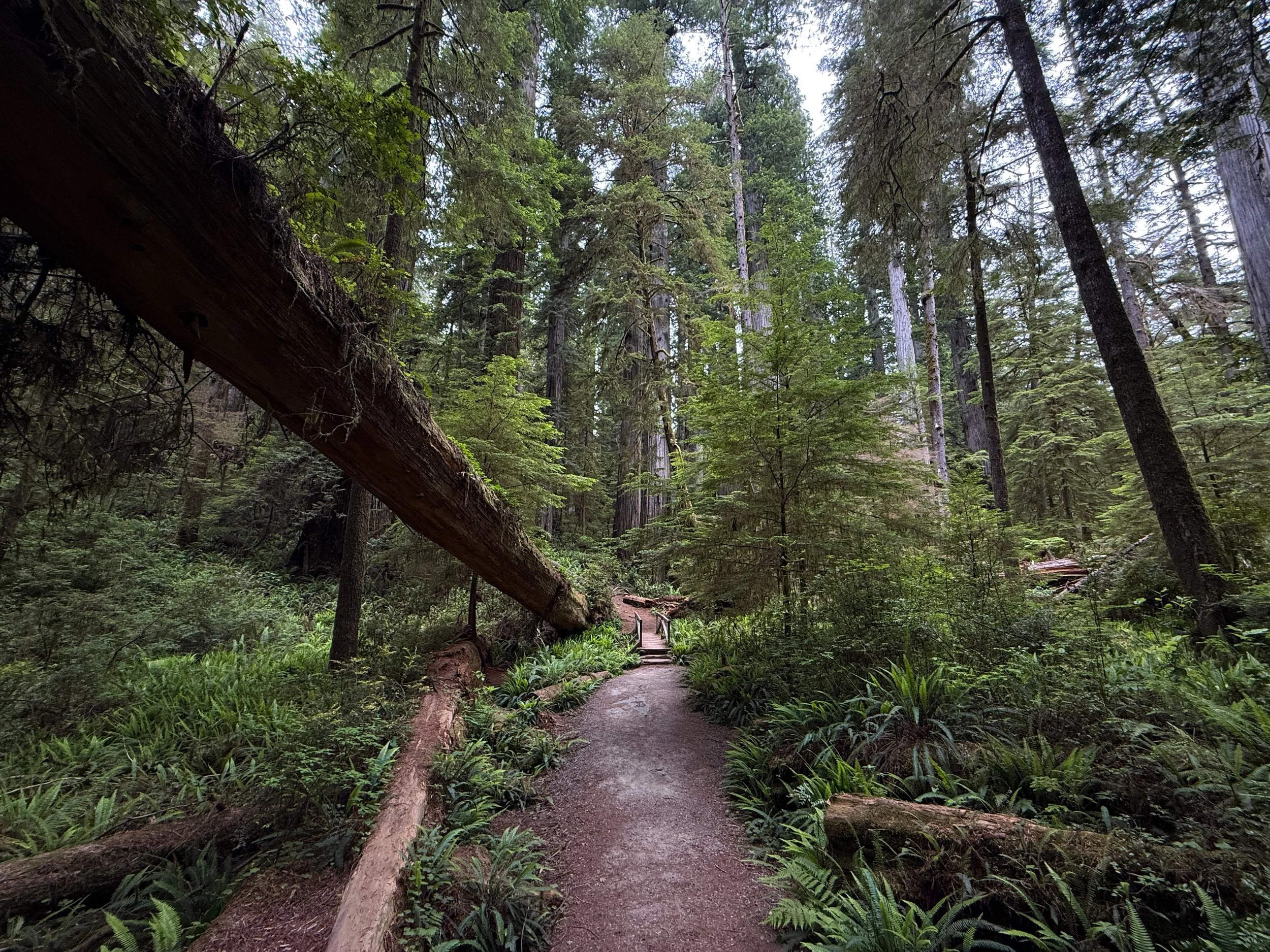 Boy Scout Tree Trail Jedediah Smith Redwoods State Park California