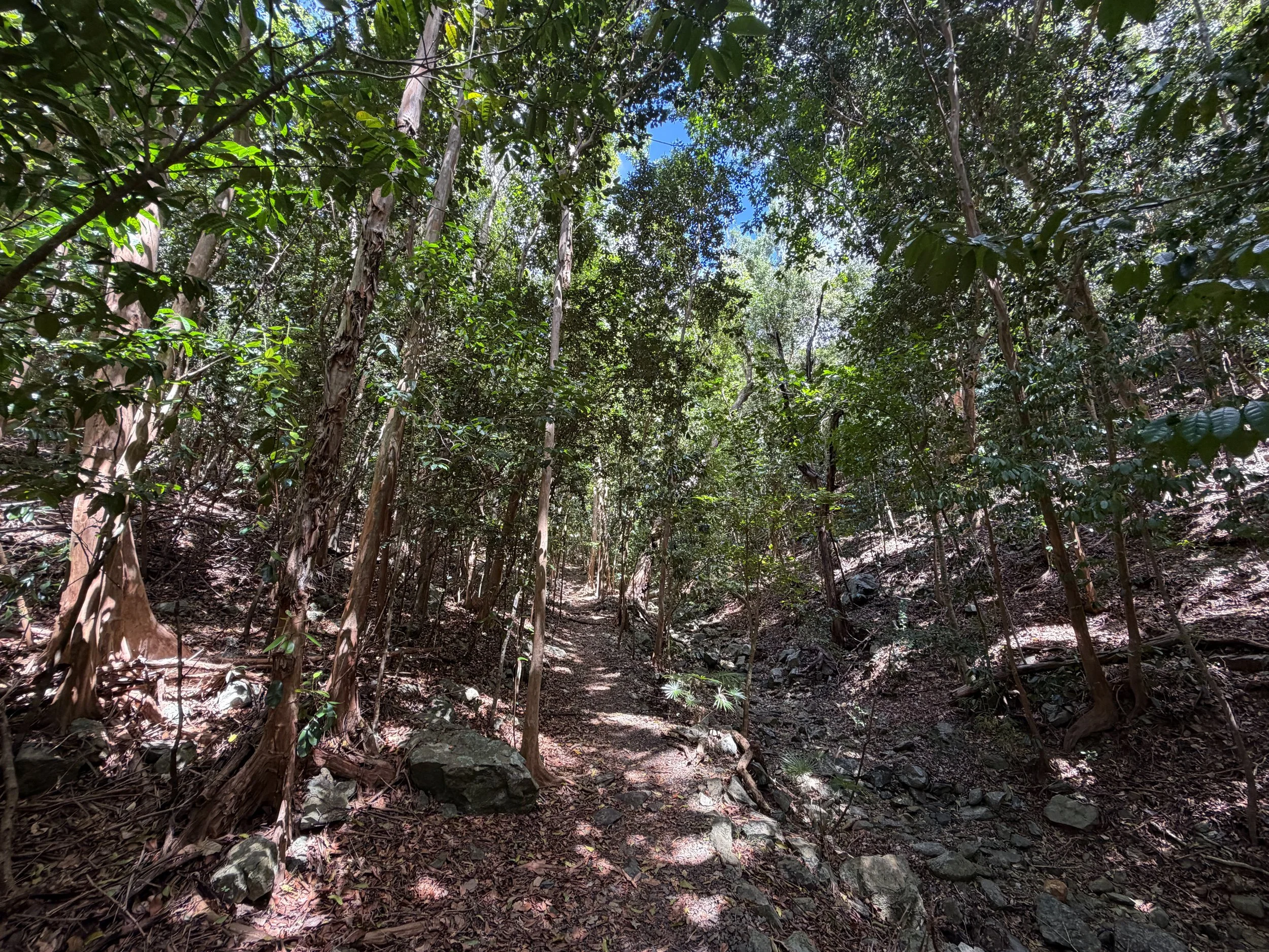 Cinnamon Bay Trail Virgin Islands National Park