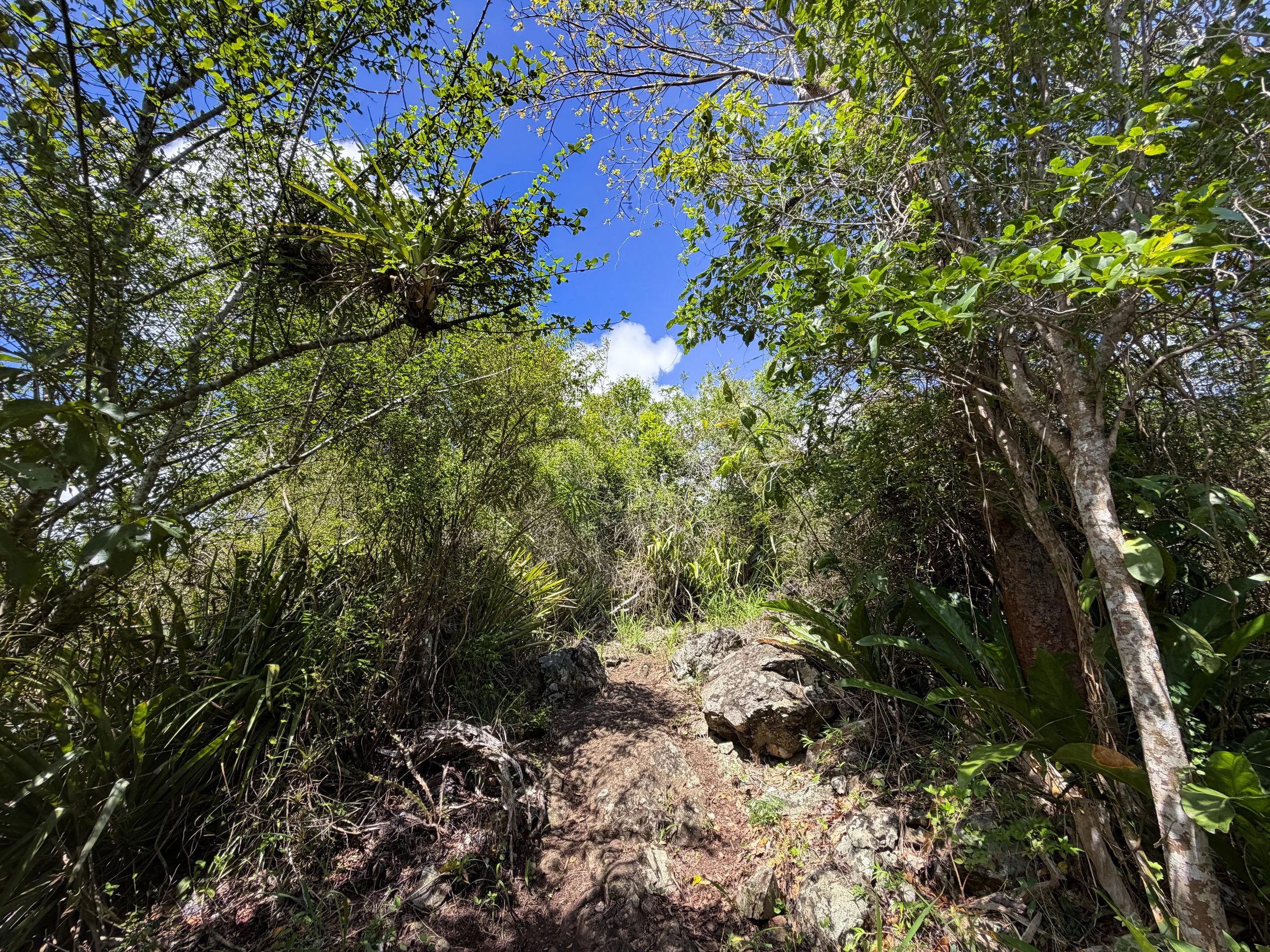 Caneel Hill Hike to Margaret Hill Virgin Islands National Park