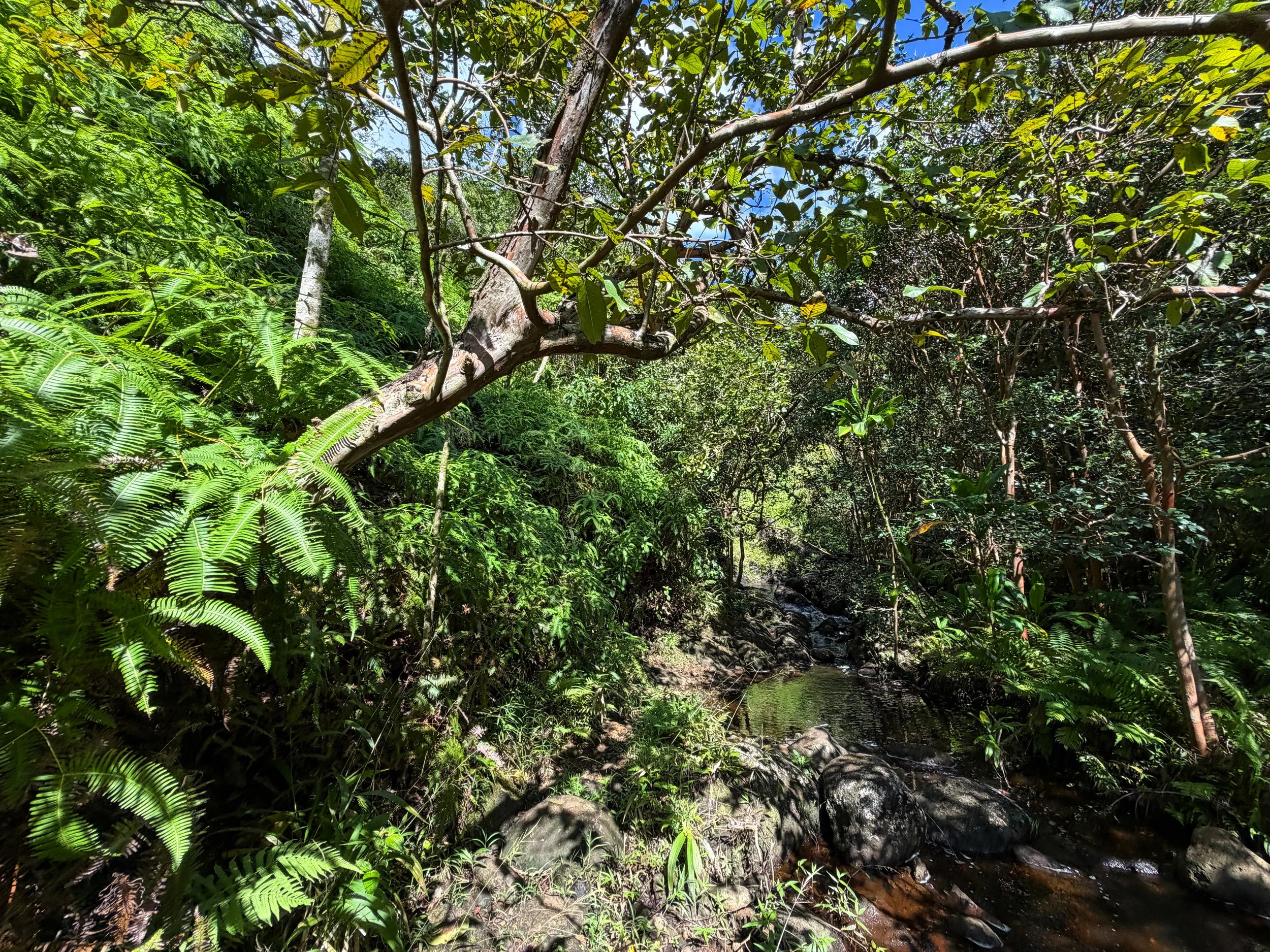 Kaau Crater Trail Oahu Hawaii