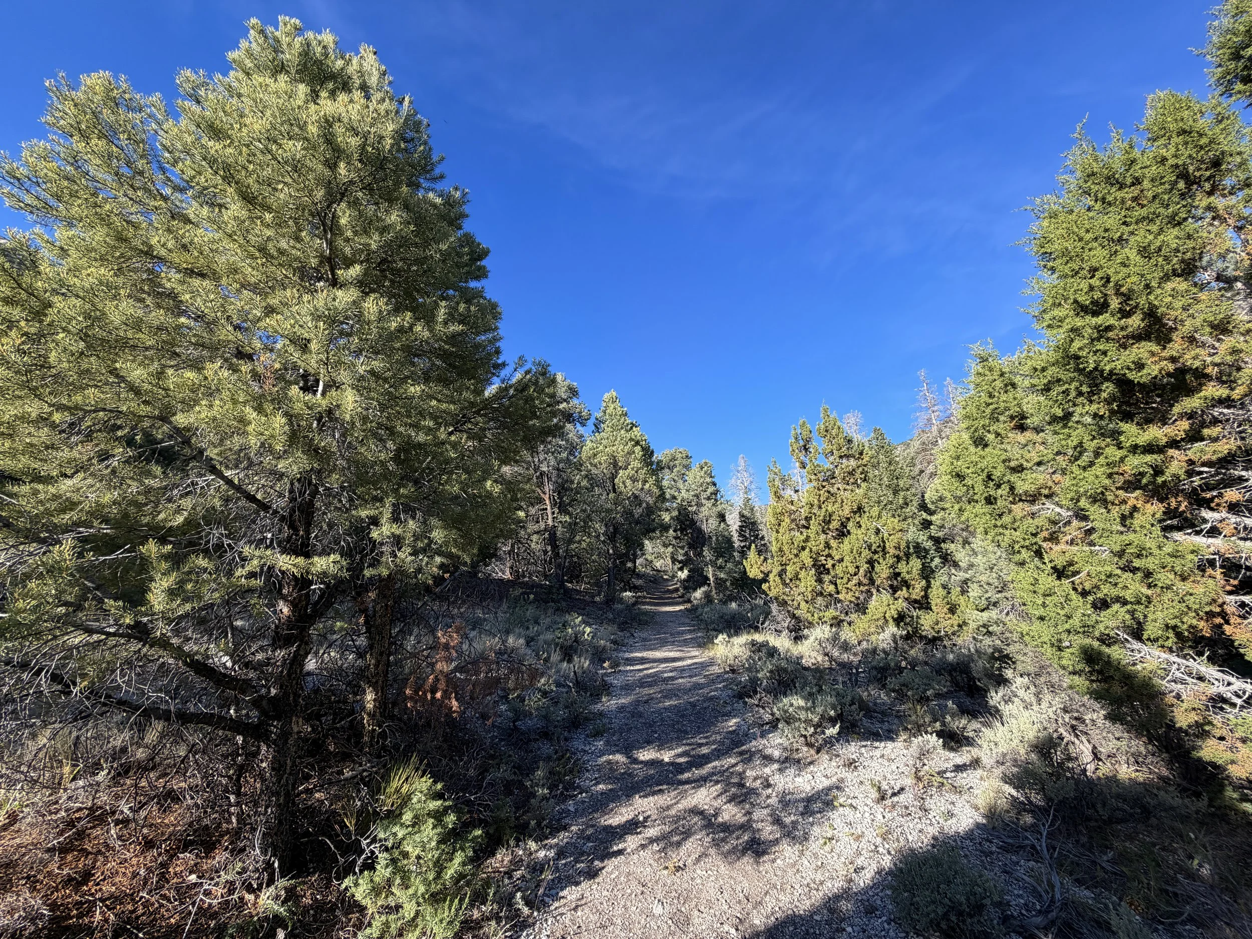 Pole Canyon Trail Great Basin National Park Nevada