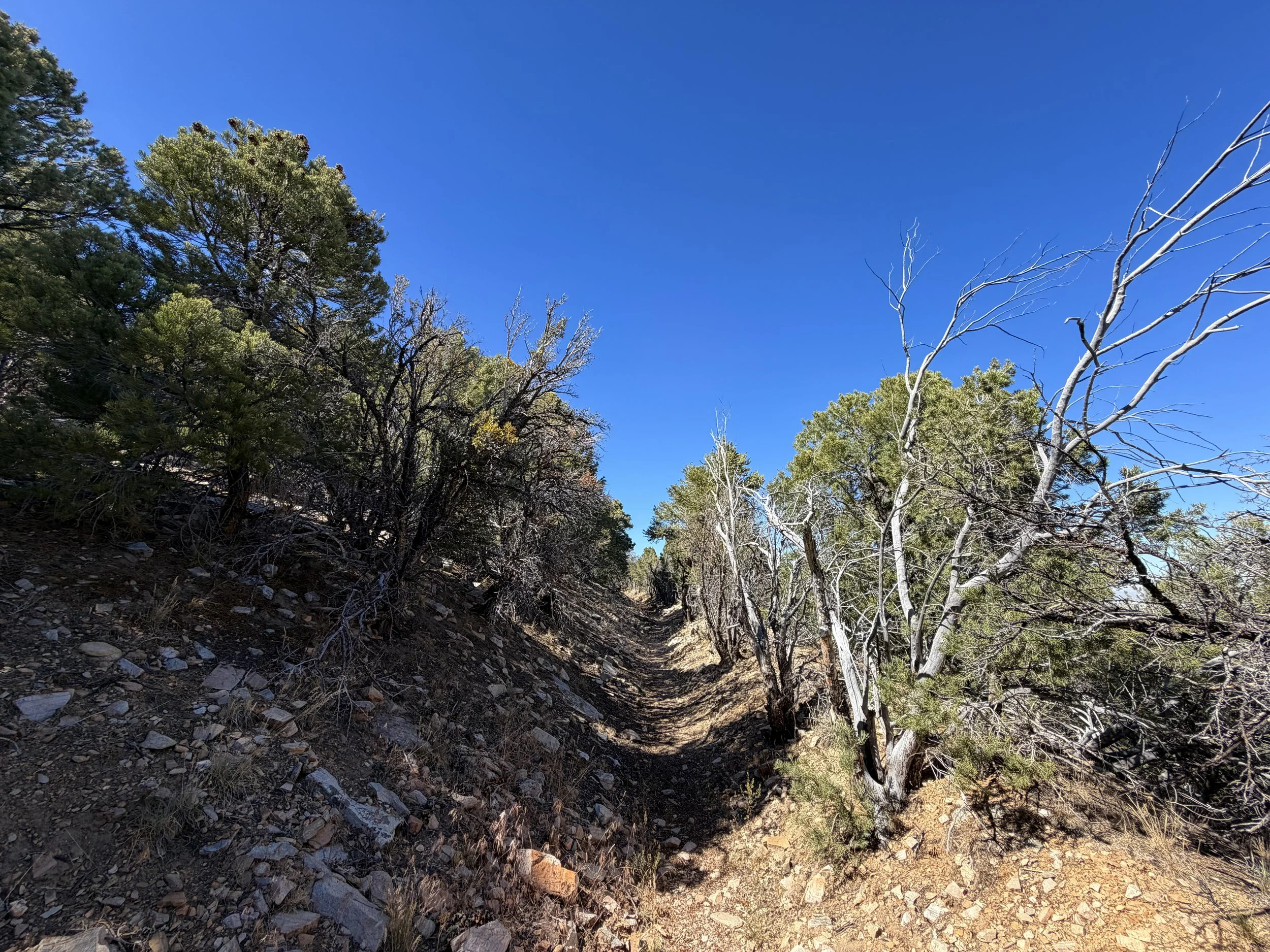 Osceola Ditch Hike Great Basin National Park Nevada