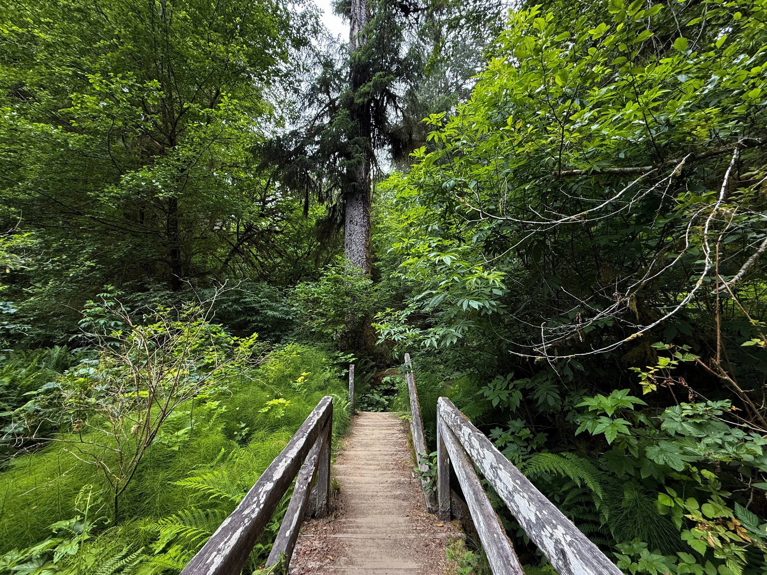 Boy Scout Tree Trail Jedediah Smith Redwoods State Park California