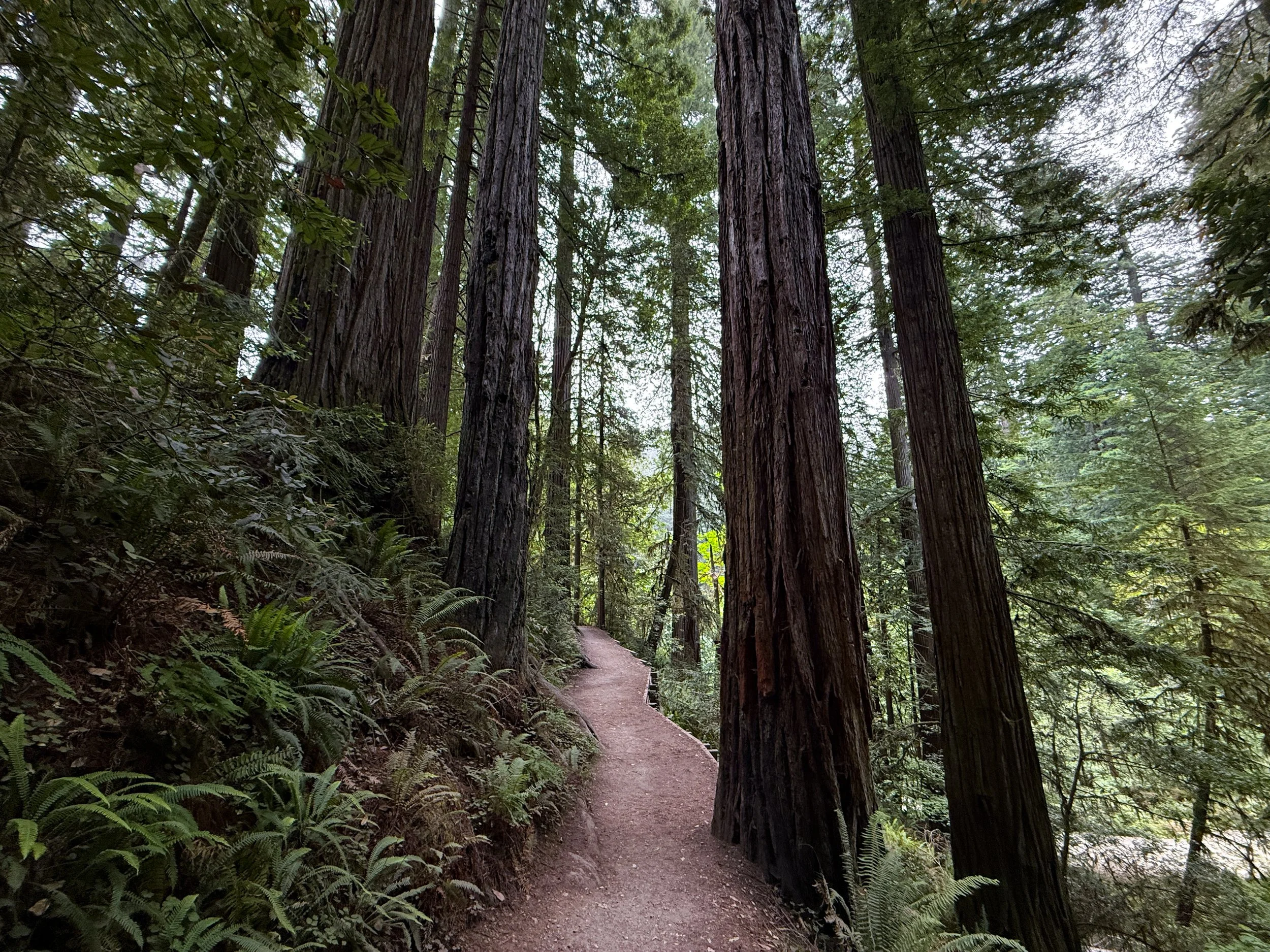 Grove of the Titans Trail Jedediah Smith Redwoods State Park California