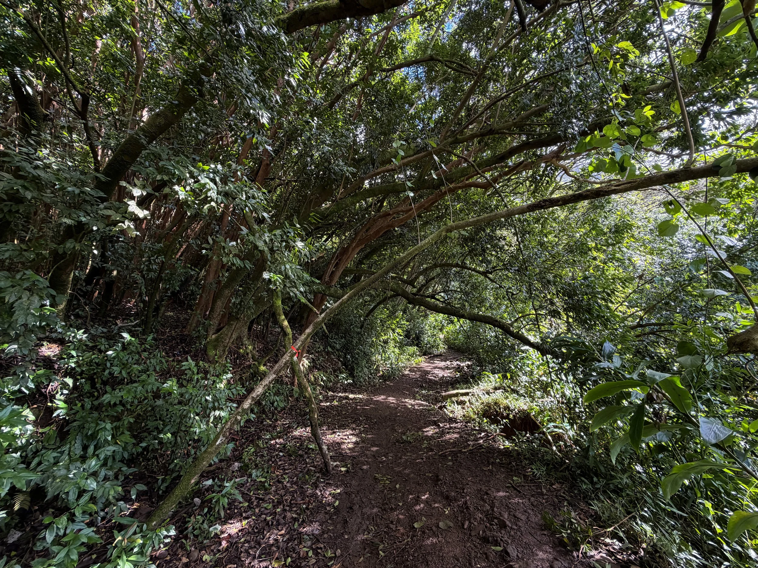 Lulumahu Falls Trail Oahu Hawaii