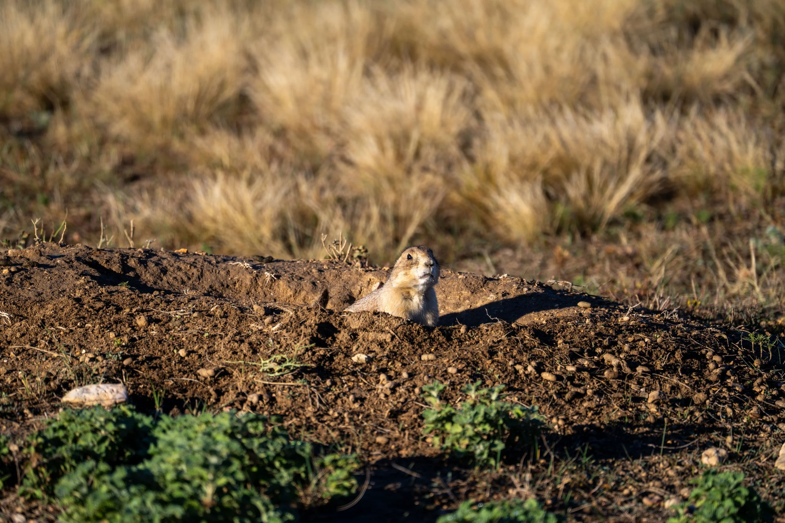 Prairie Dog Cold Brook Canyon Trail Wind Cave National Park South Dakota