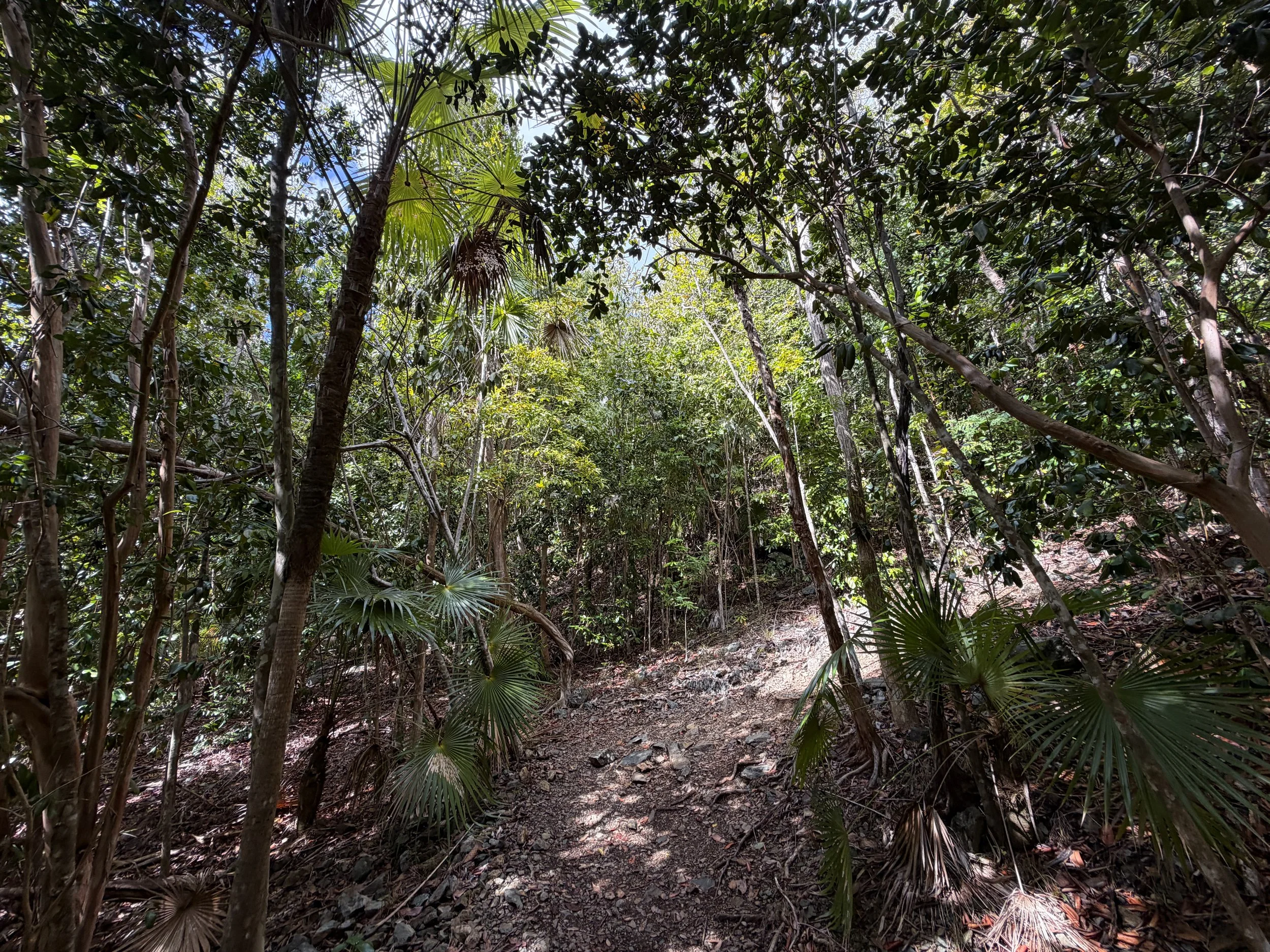 America Hill Hike via Cinnamon Bay Virgin Islands National Park