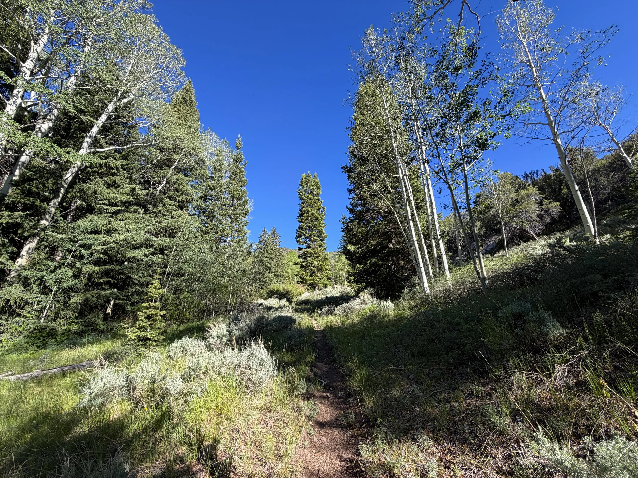 Johnson Lake Trail Great Basin National Park Nevada