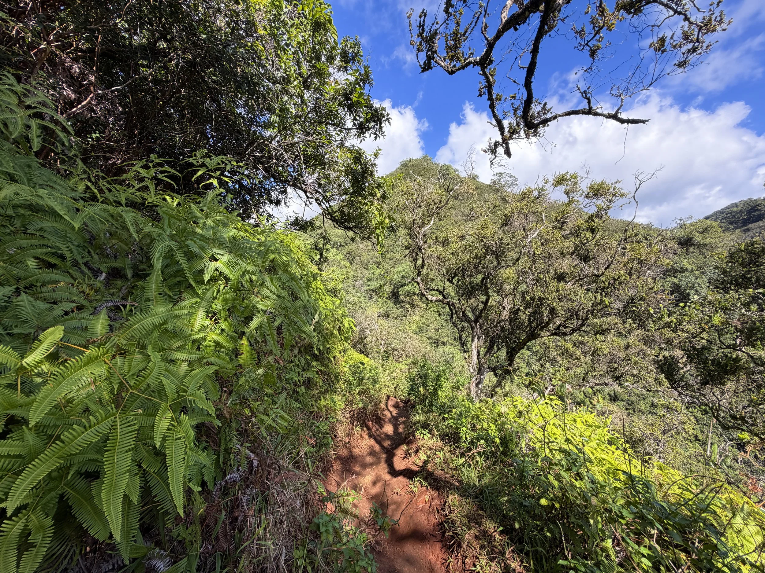Waimano Falls Trail Oahu Hawaii