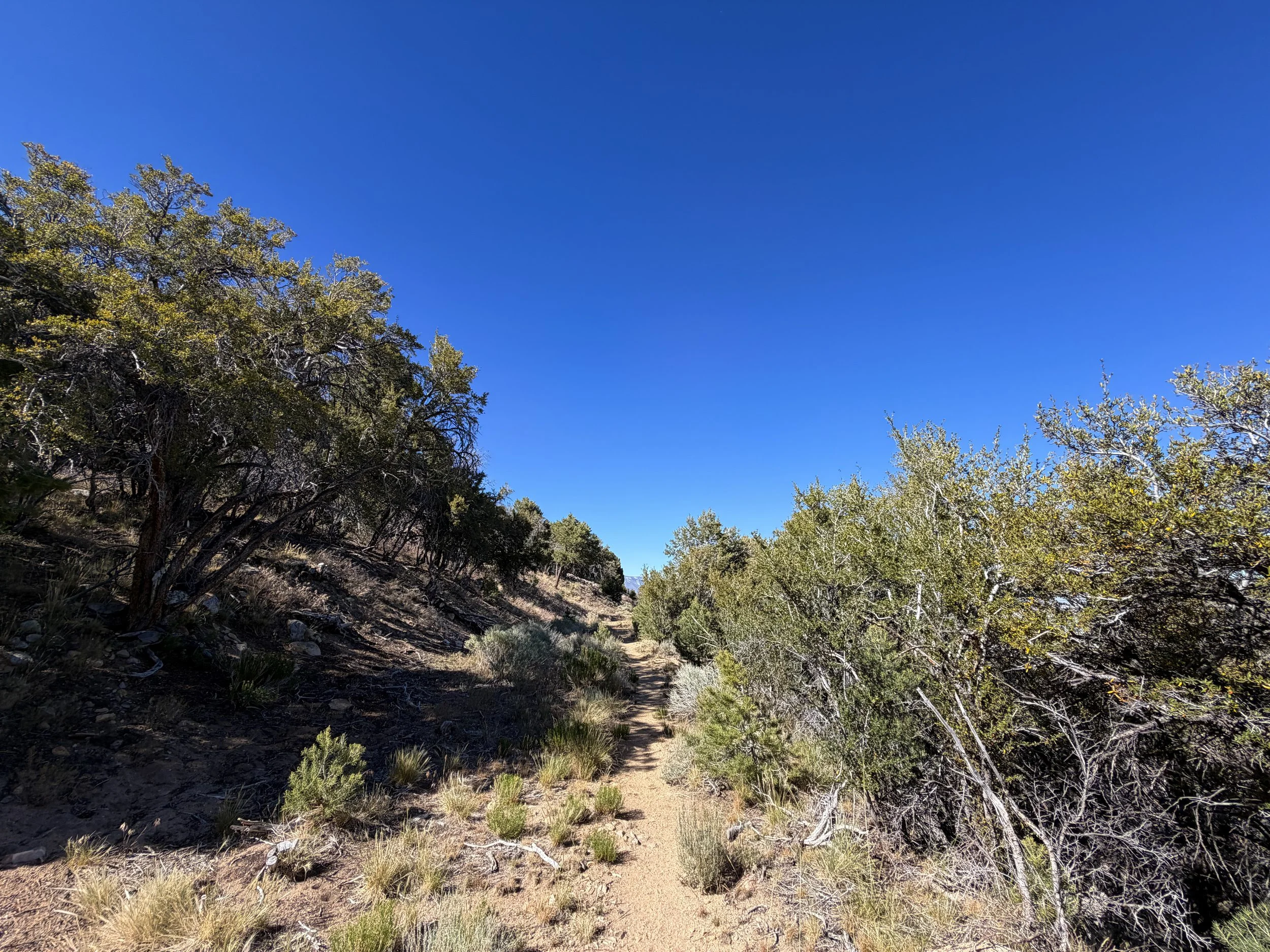 Osceola Ditch Trail Great Basin National Park Nevada