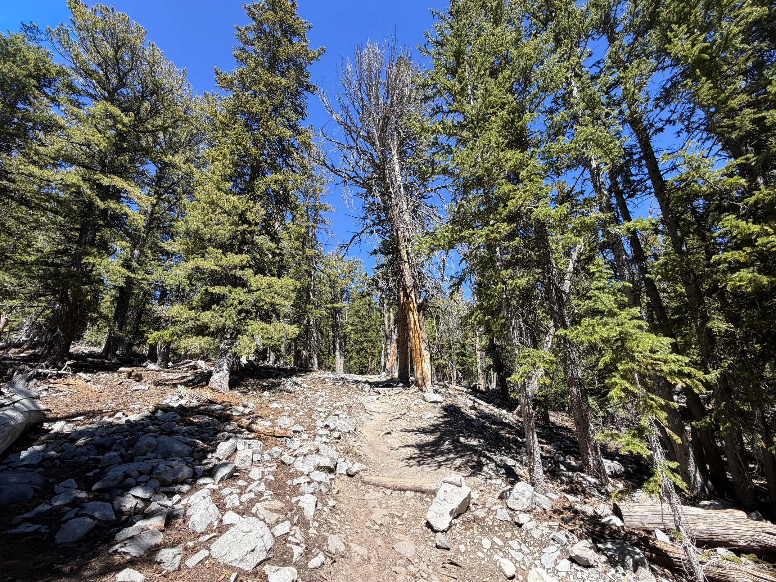 Bristlecone Trail Great Basin National Park Nevada