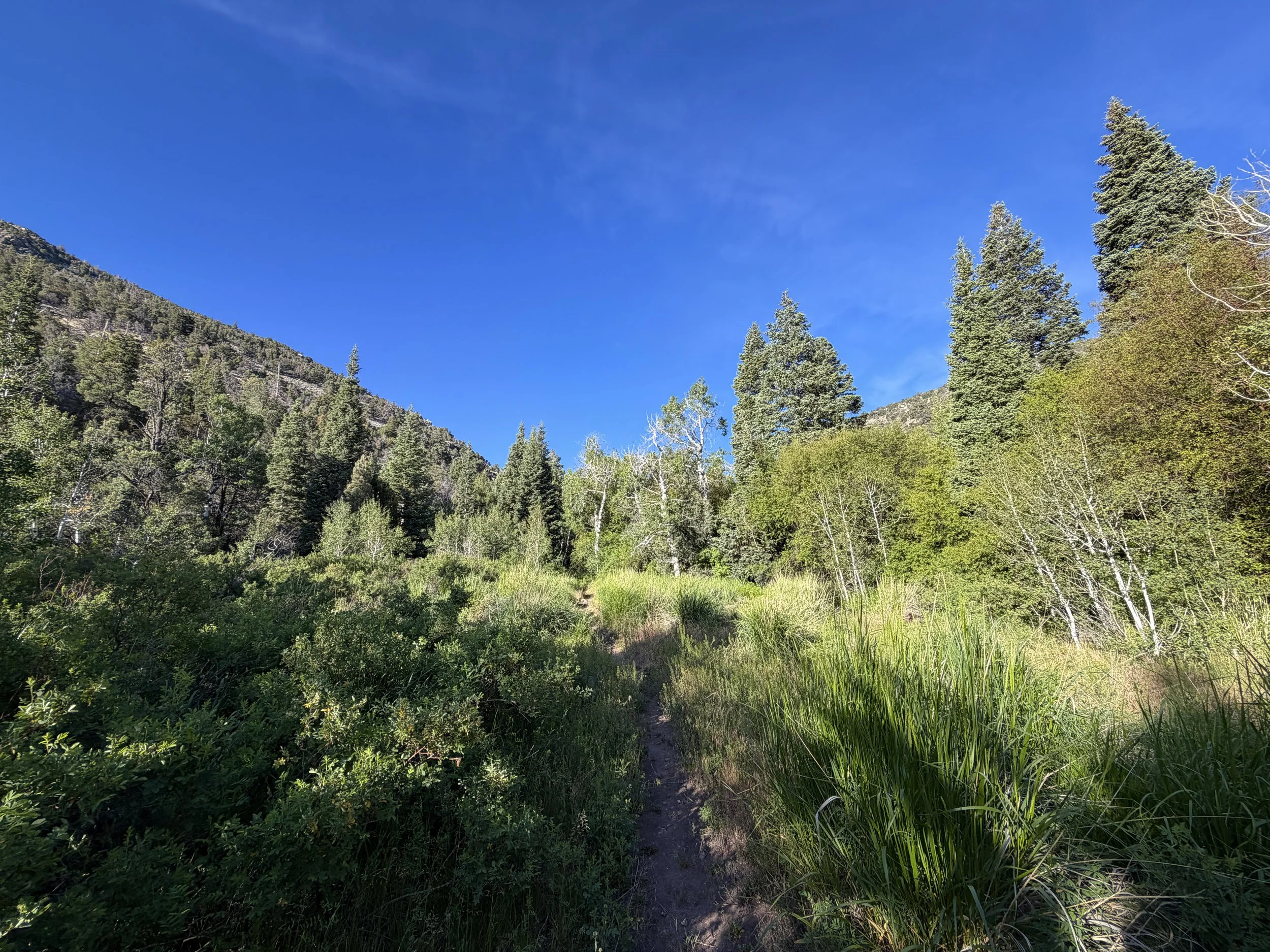 Pole Canyon Trail Great Basin National Park Nevada