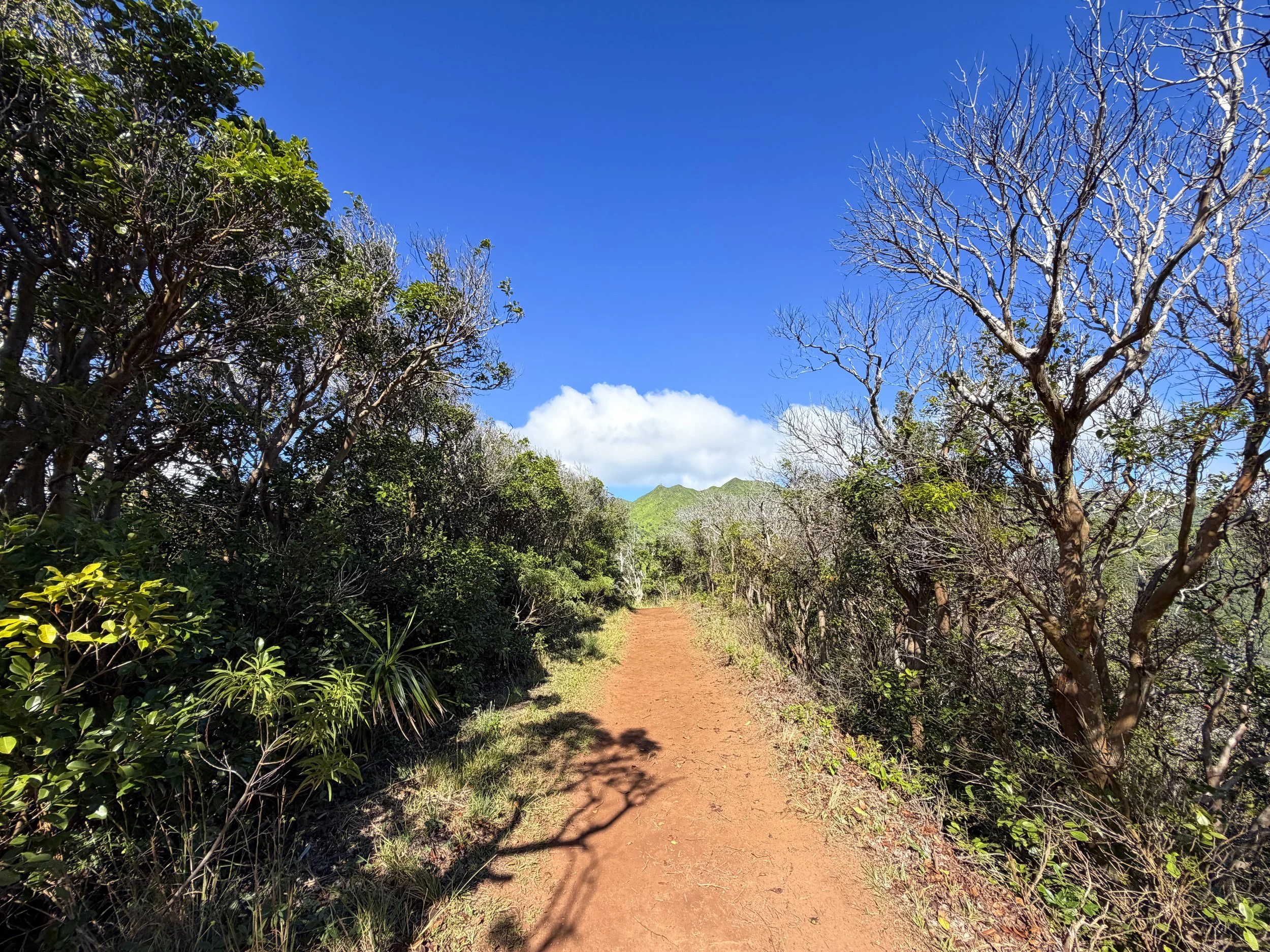 Wiliwilinui Ridge Hike Oahu Hawaii