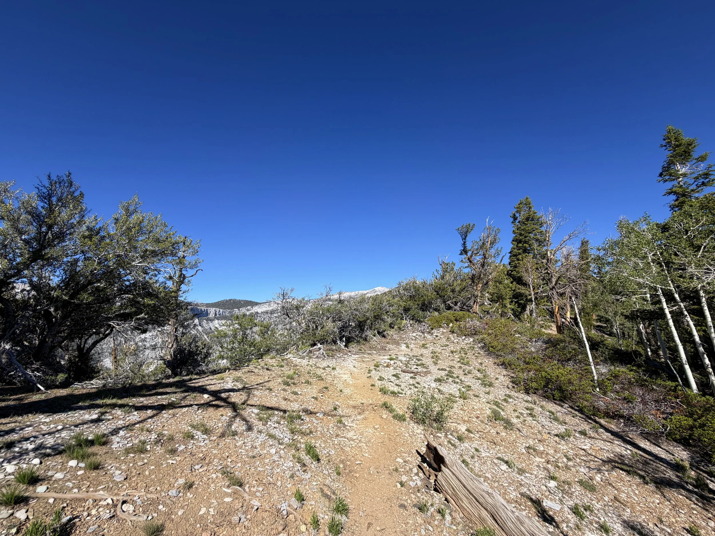Snake Divide Trail to Magic Grove Great Basin National Park Nevada