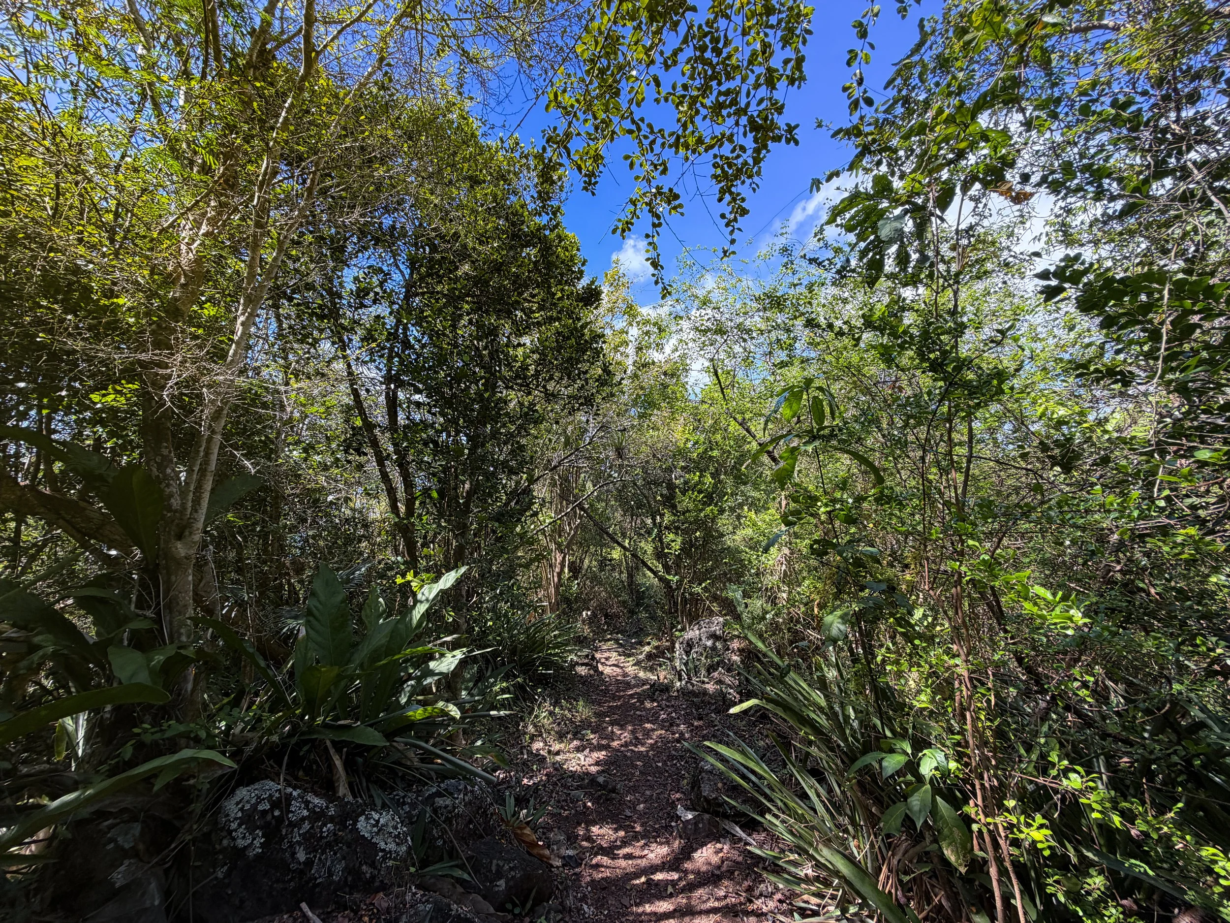 Caneel Hill Trail Virgin Islands National Park