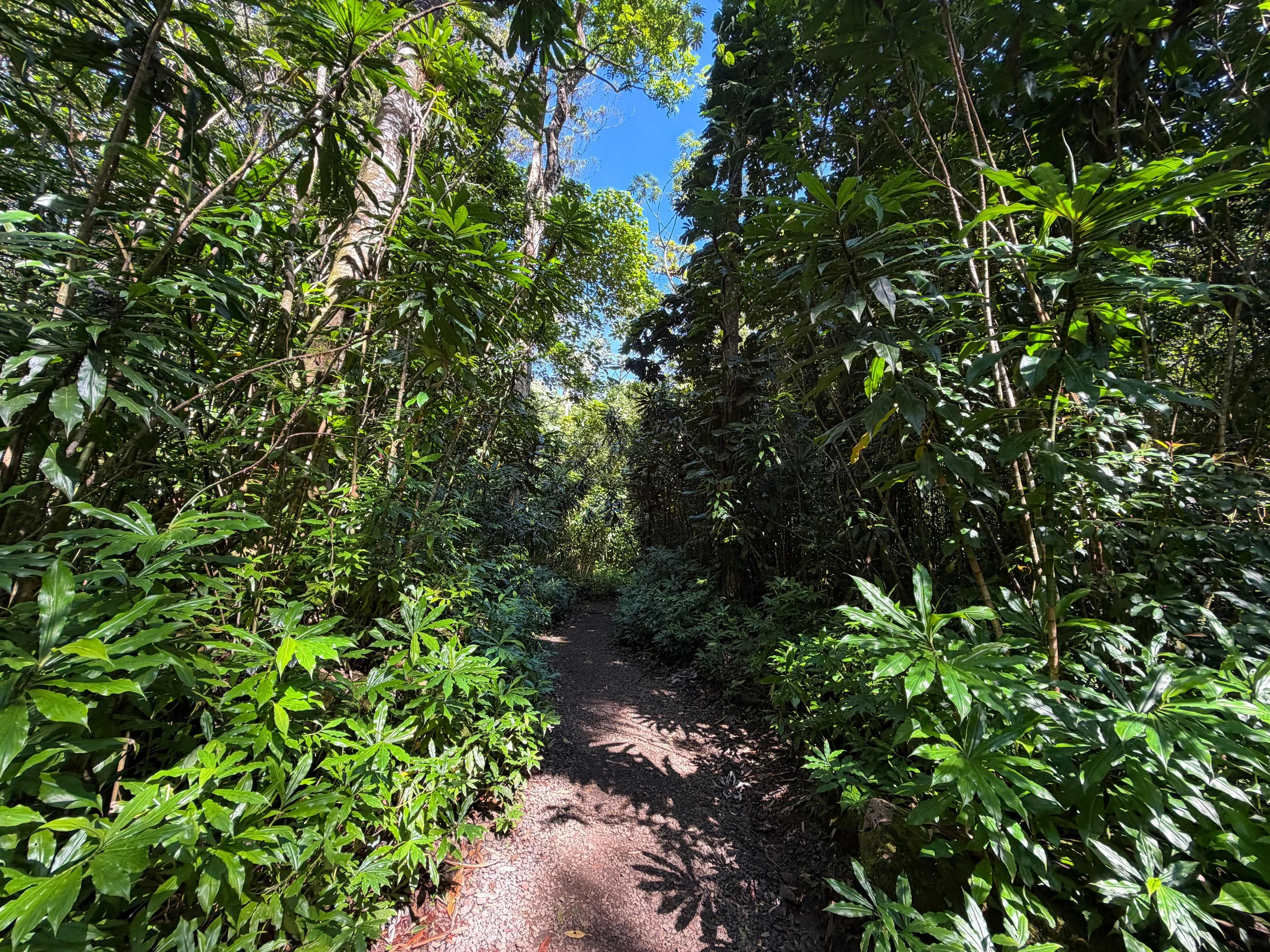 Manoa Falls Trail Oahu Hawaii