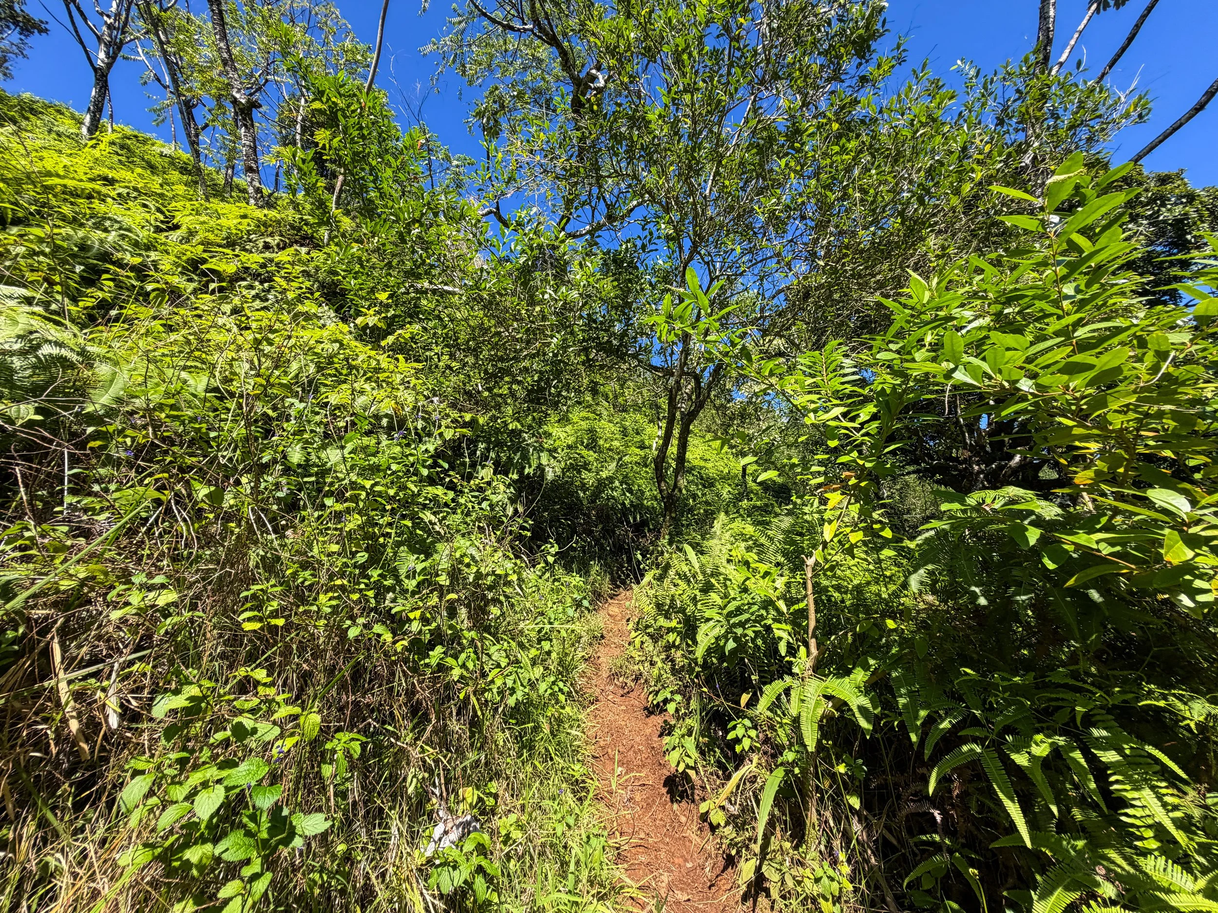 Kaau Crater Trail Oahu Hawaii