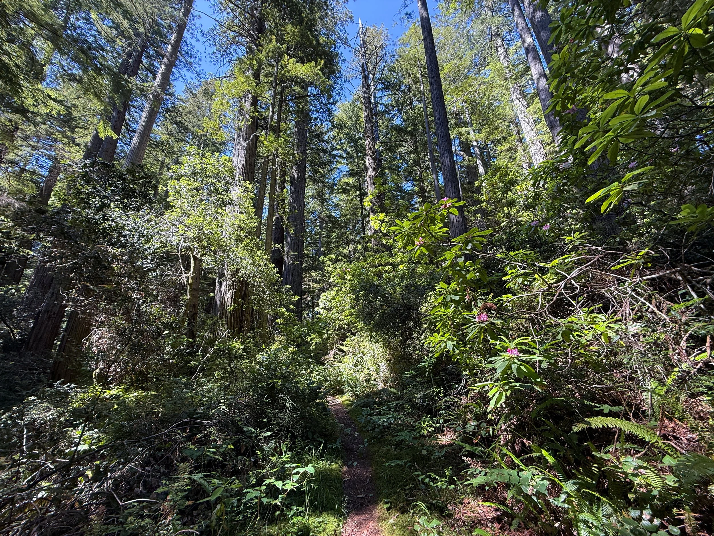 Hope Creek Trail Prairie Creek Redwoods State Park California