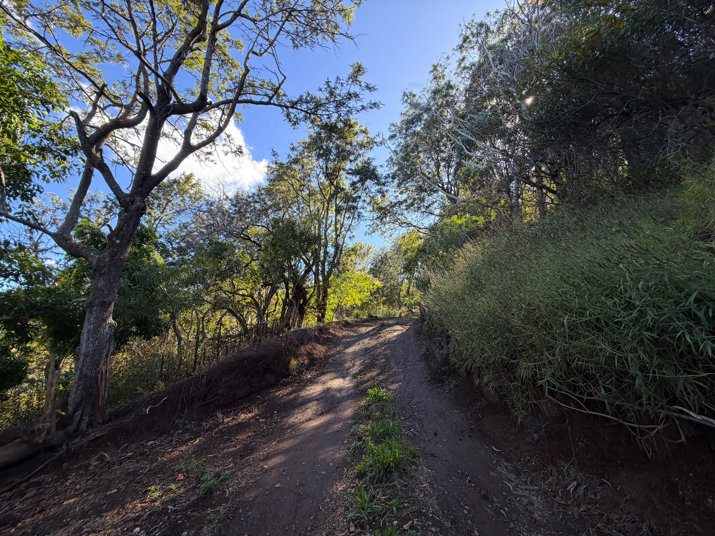 Peacock Flats Road to Mokuleia Trail Oahu Hawaii