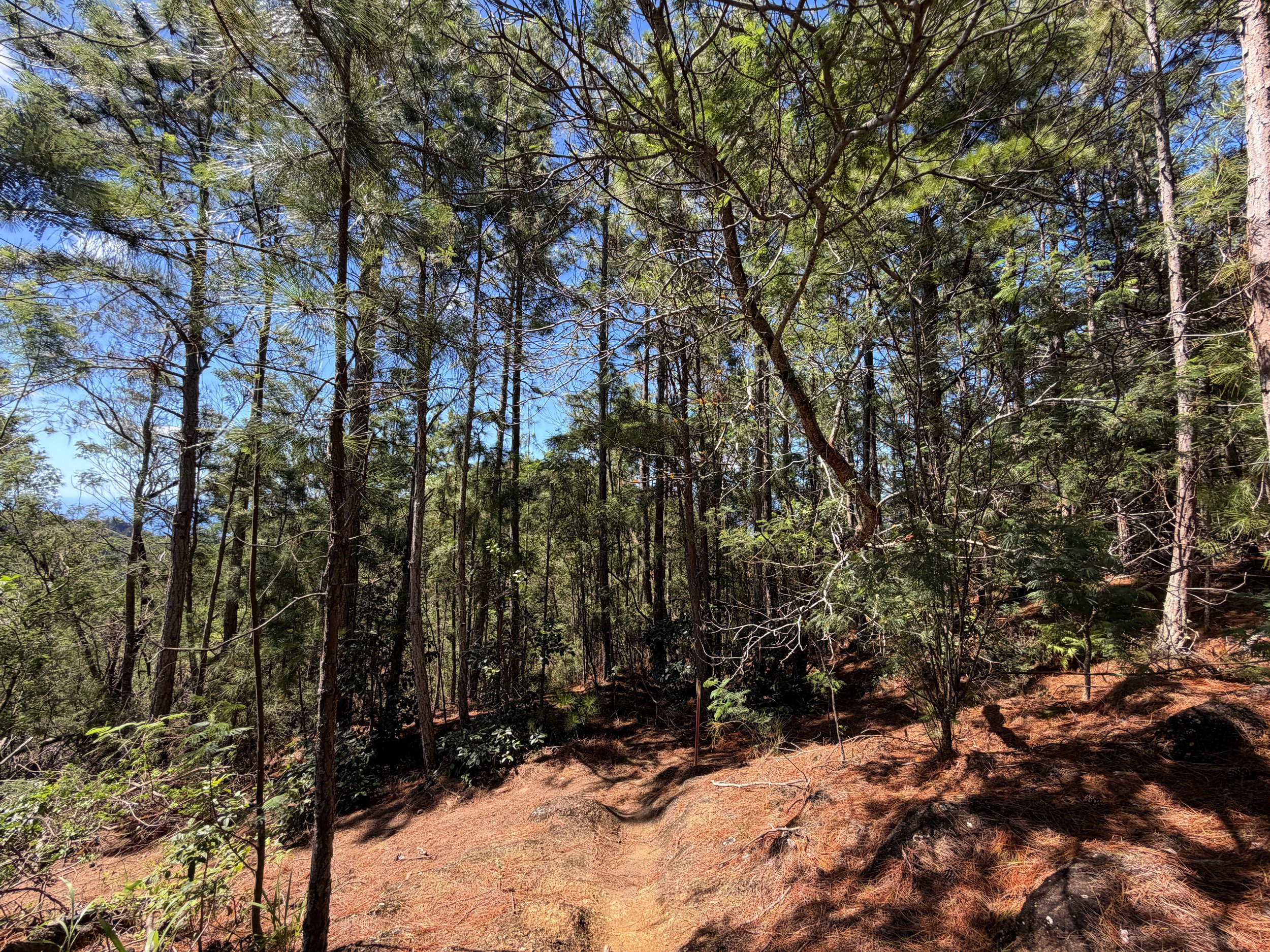 Kuaokala Trail Oahu Hawaii