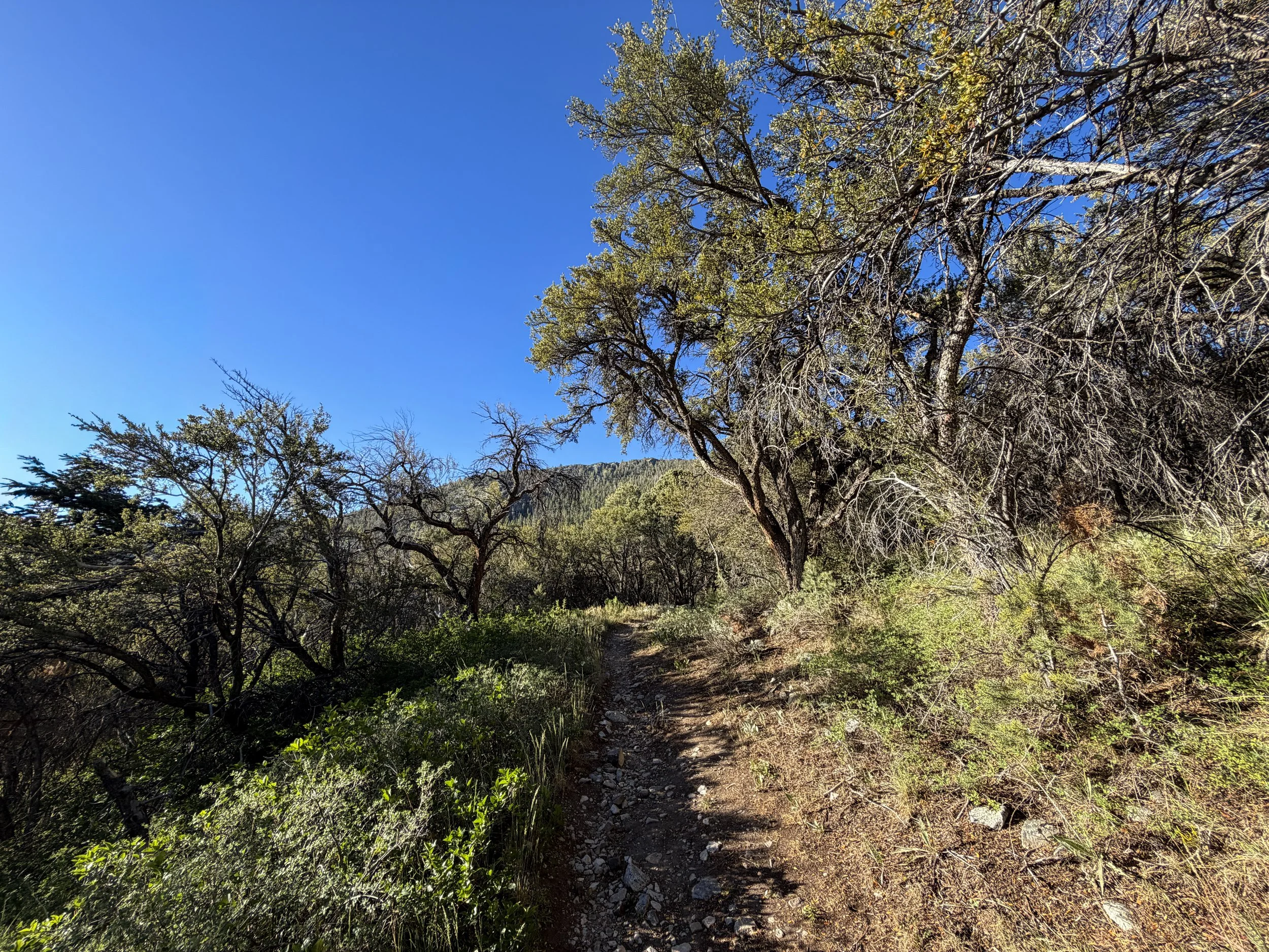 Lehman Creek Trail Great Basin National Park Nevada
