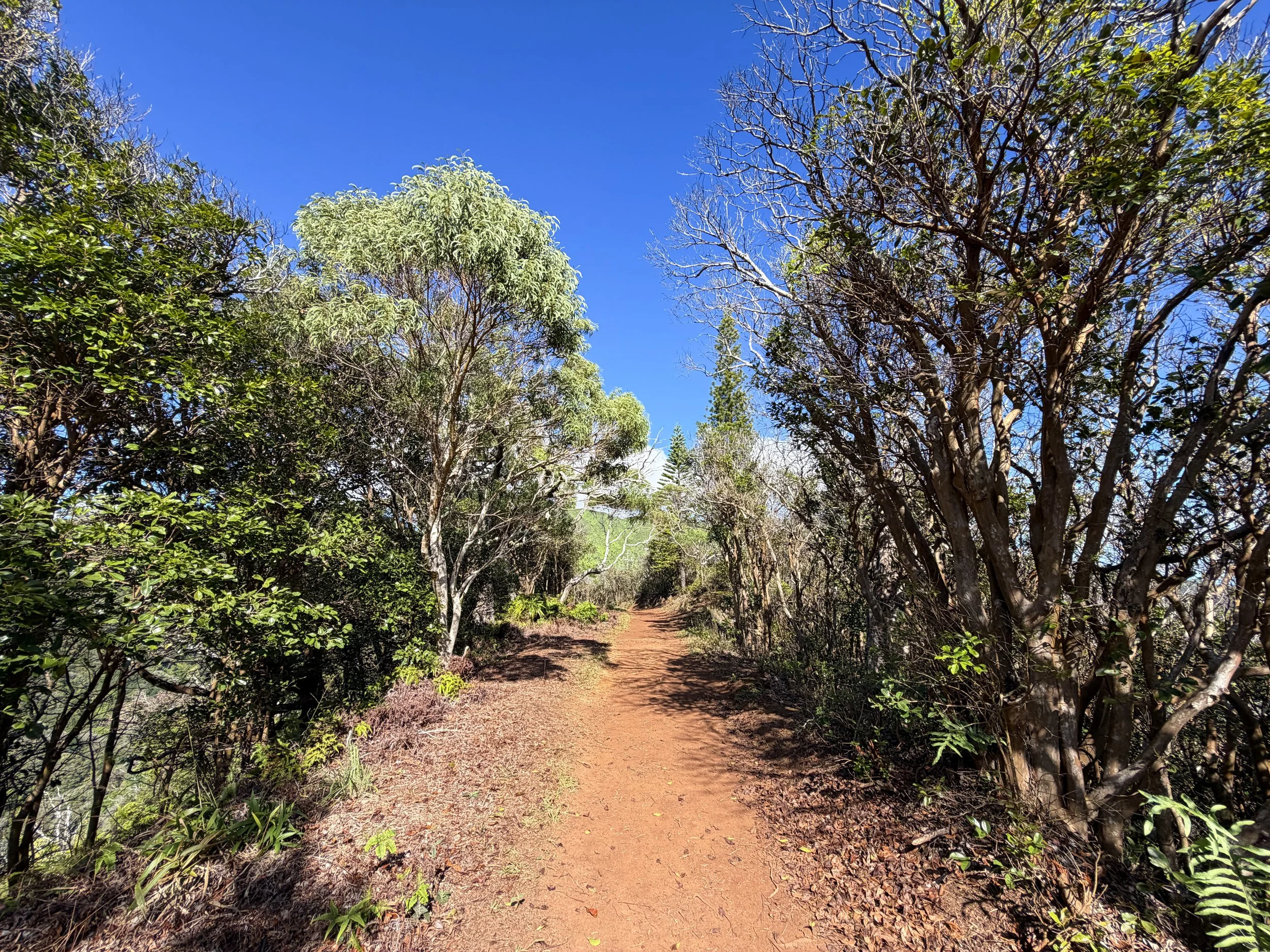 Wiliwilinui Ridge Hike Oahu Hawaii