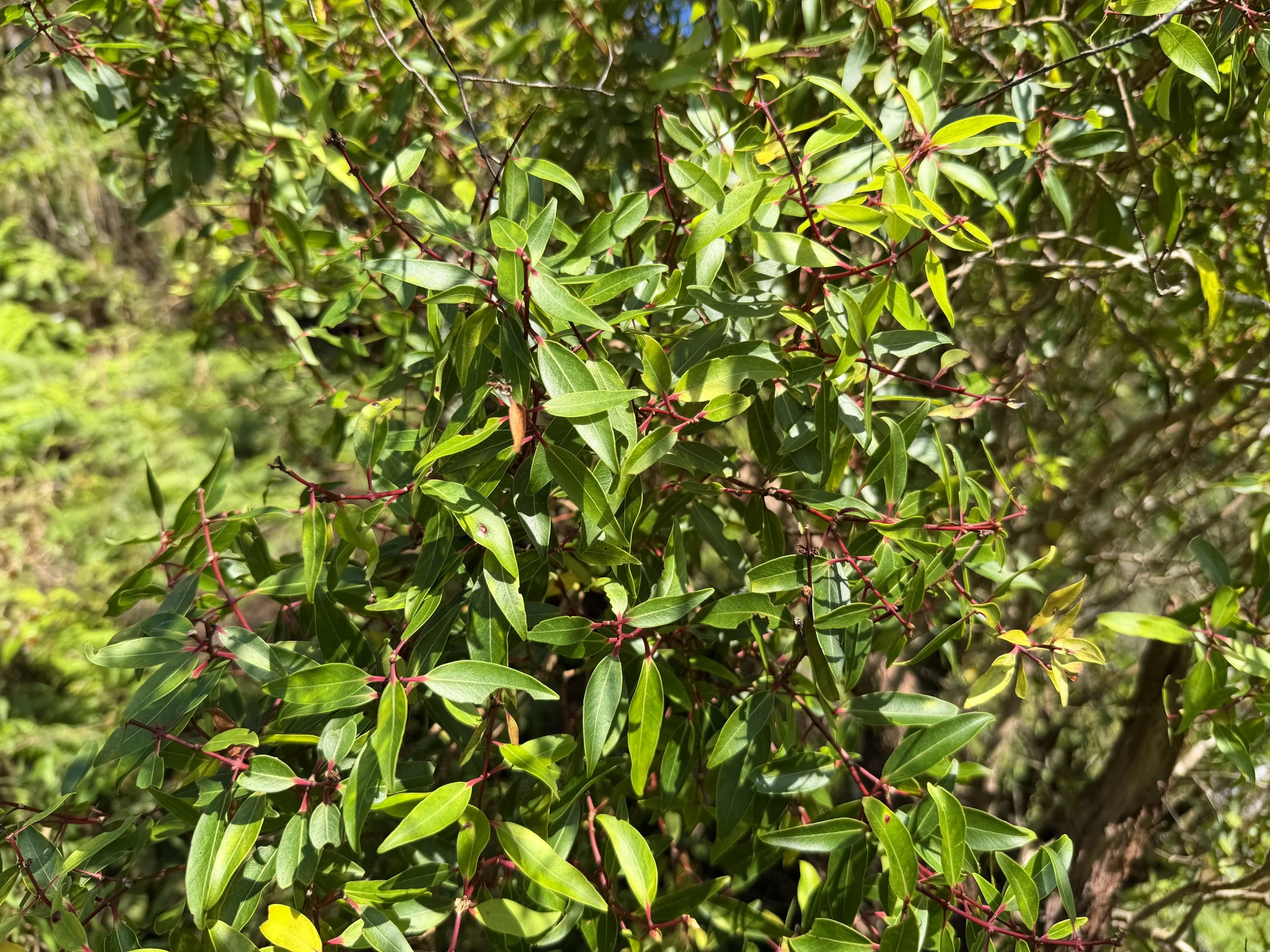 Ohia ahihi Metrosideros tremuloides
