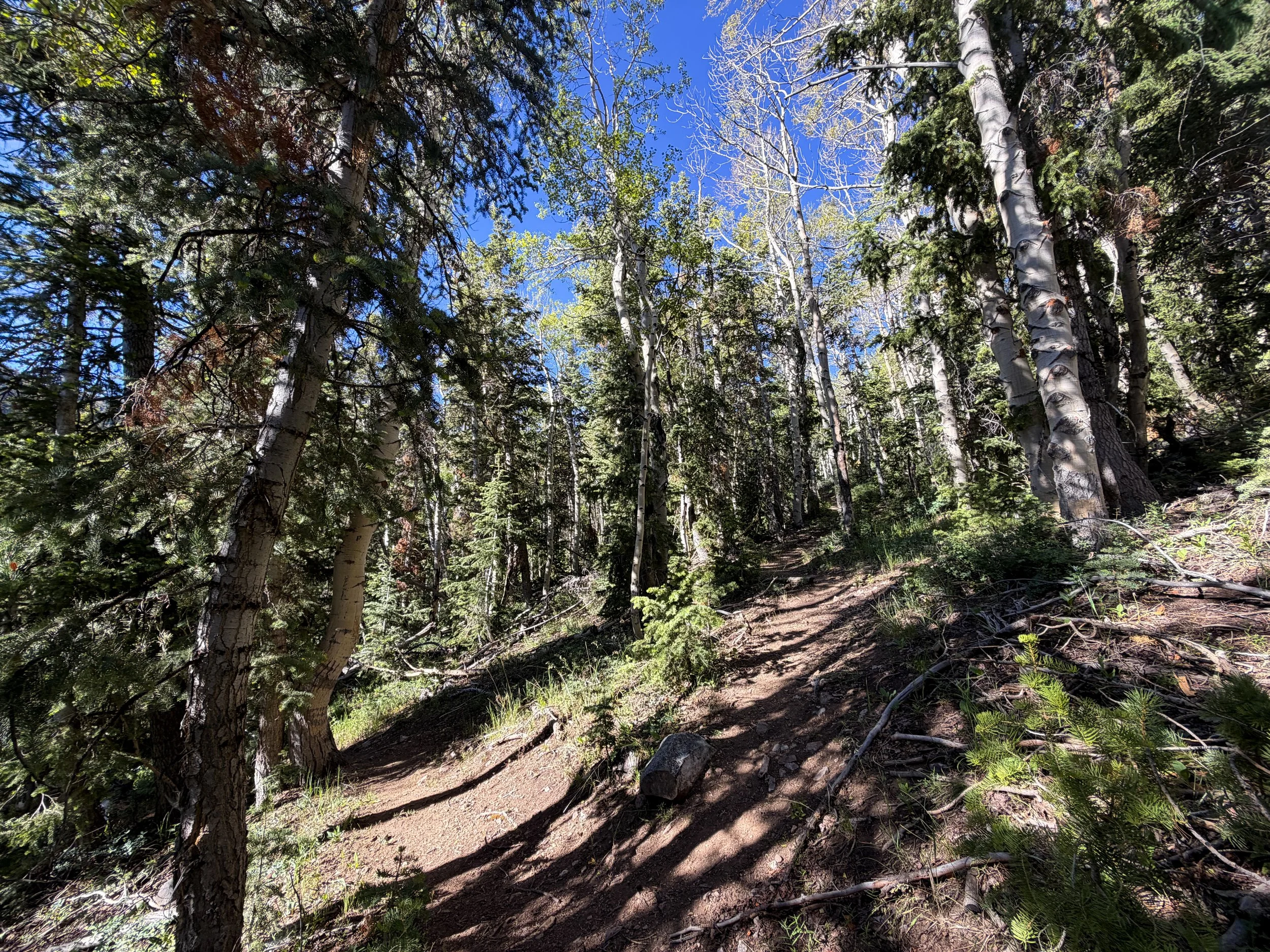 Upper Strawberry Trail Great Basin National Park Nevada