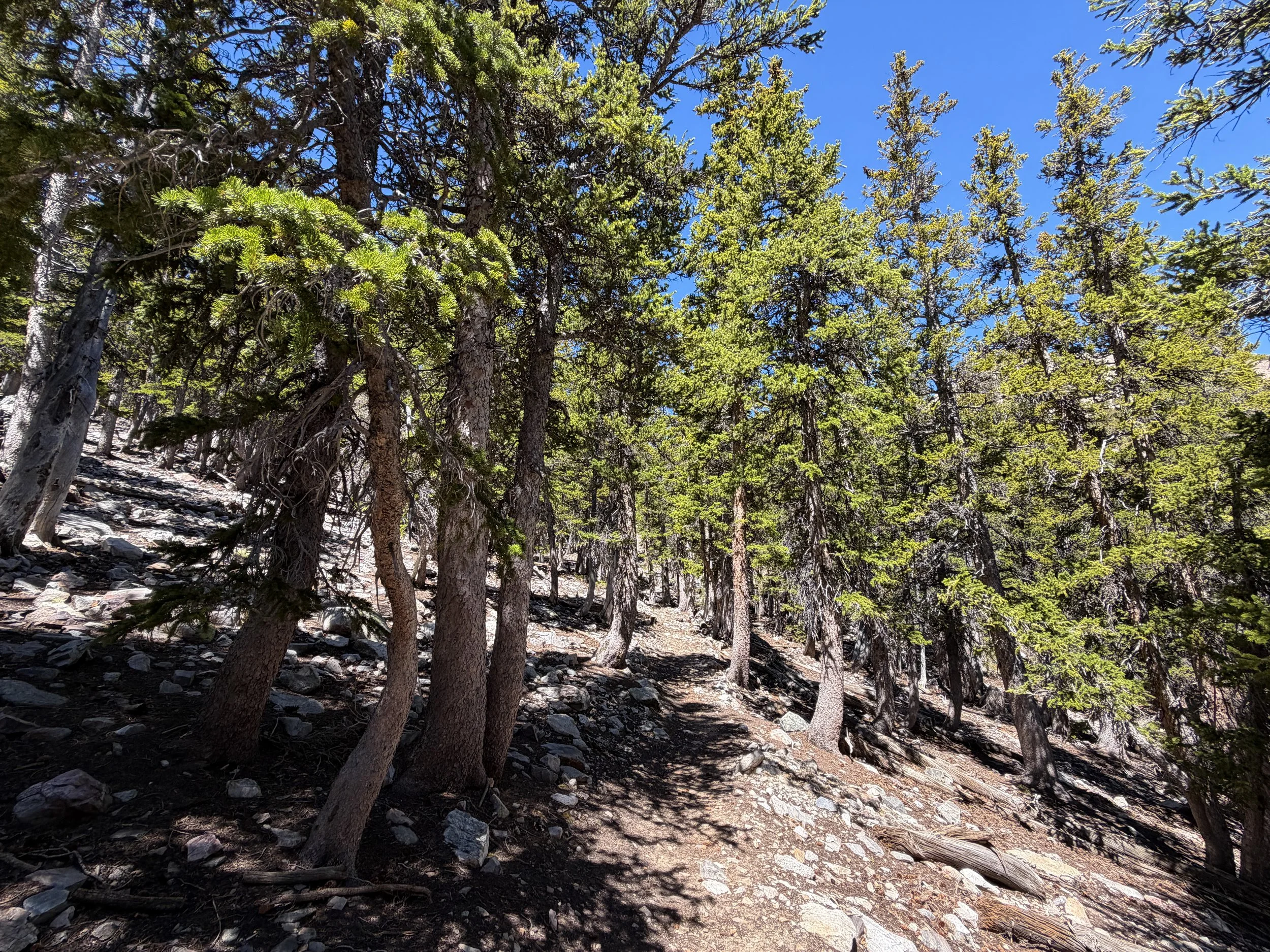 Baker Lake Trail Great Basin National Park Nevada