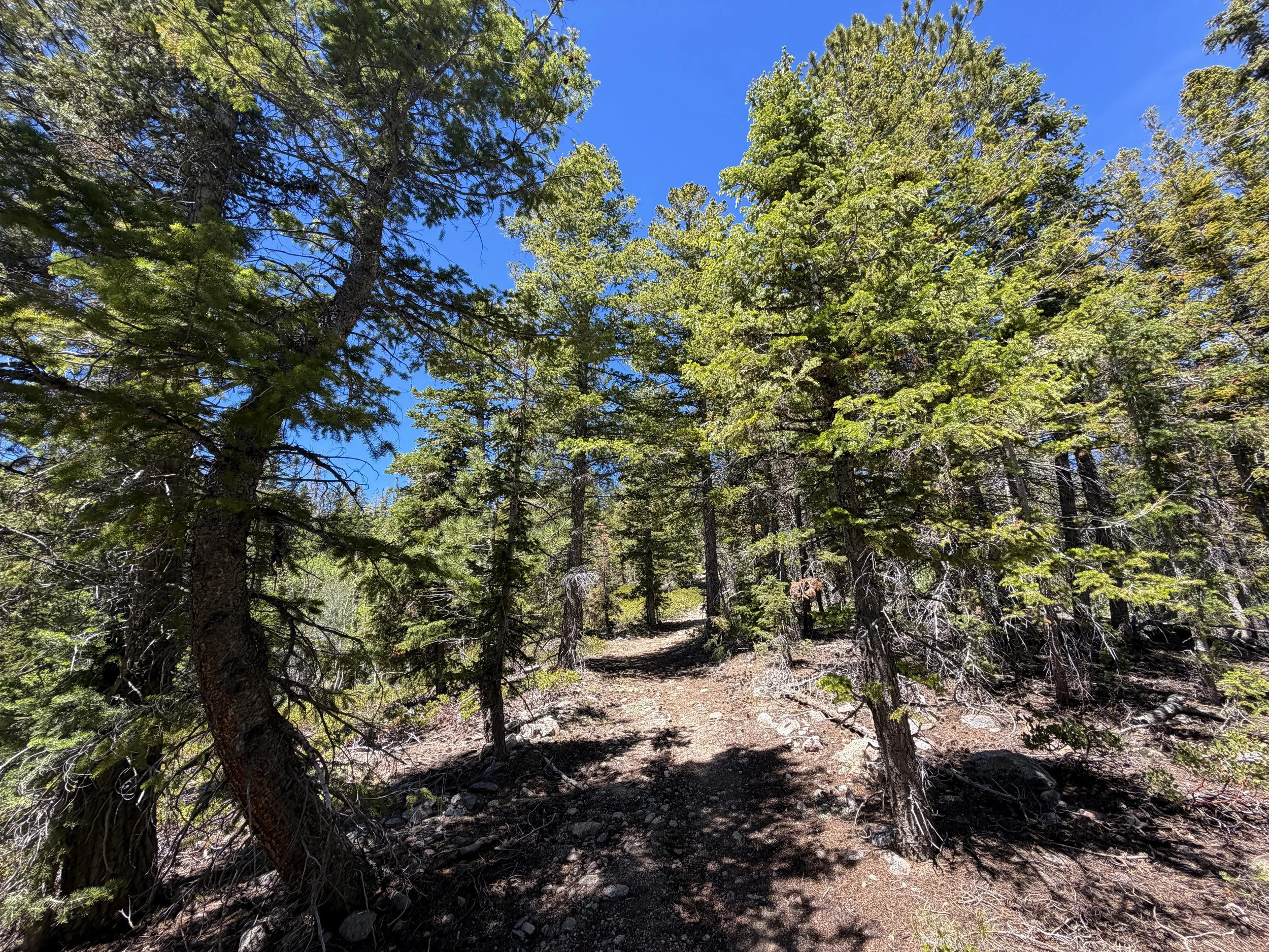 Dead Lake Hike Great Basin National Park Nevada