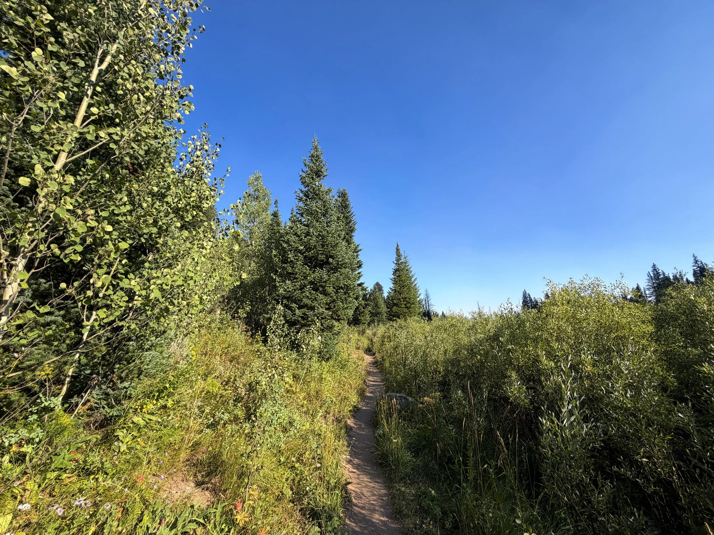 Moose Ponds Loop Trail Grand Teton National Park Wyoming
