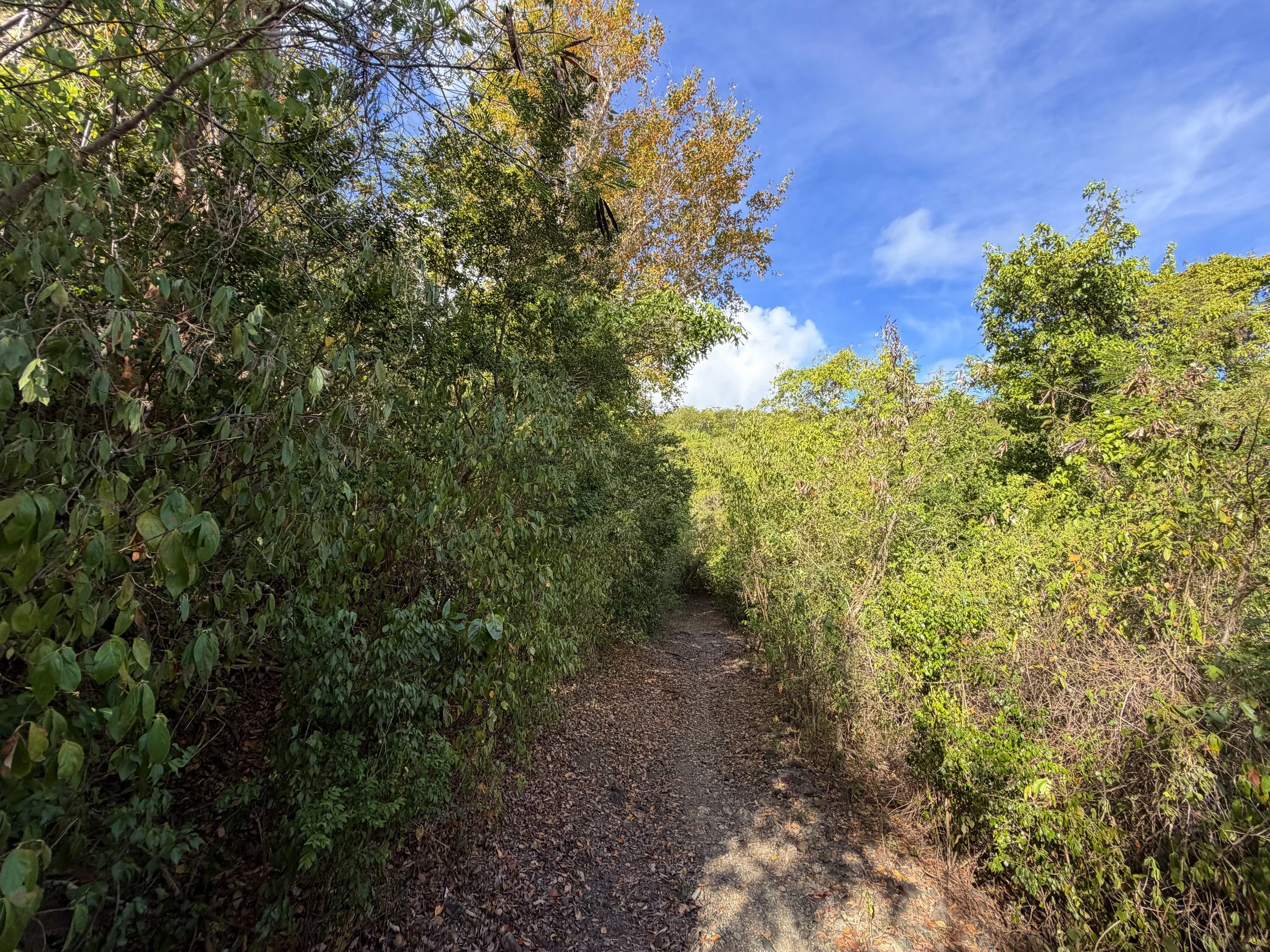 Brown Bay Hike Virgin Islands National Park