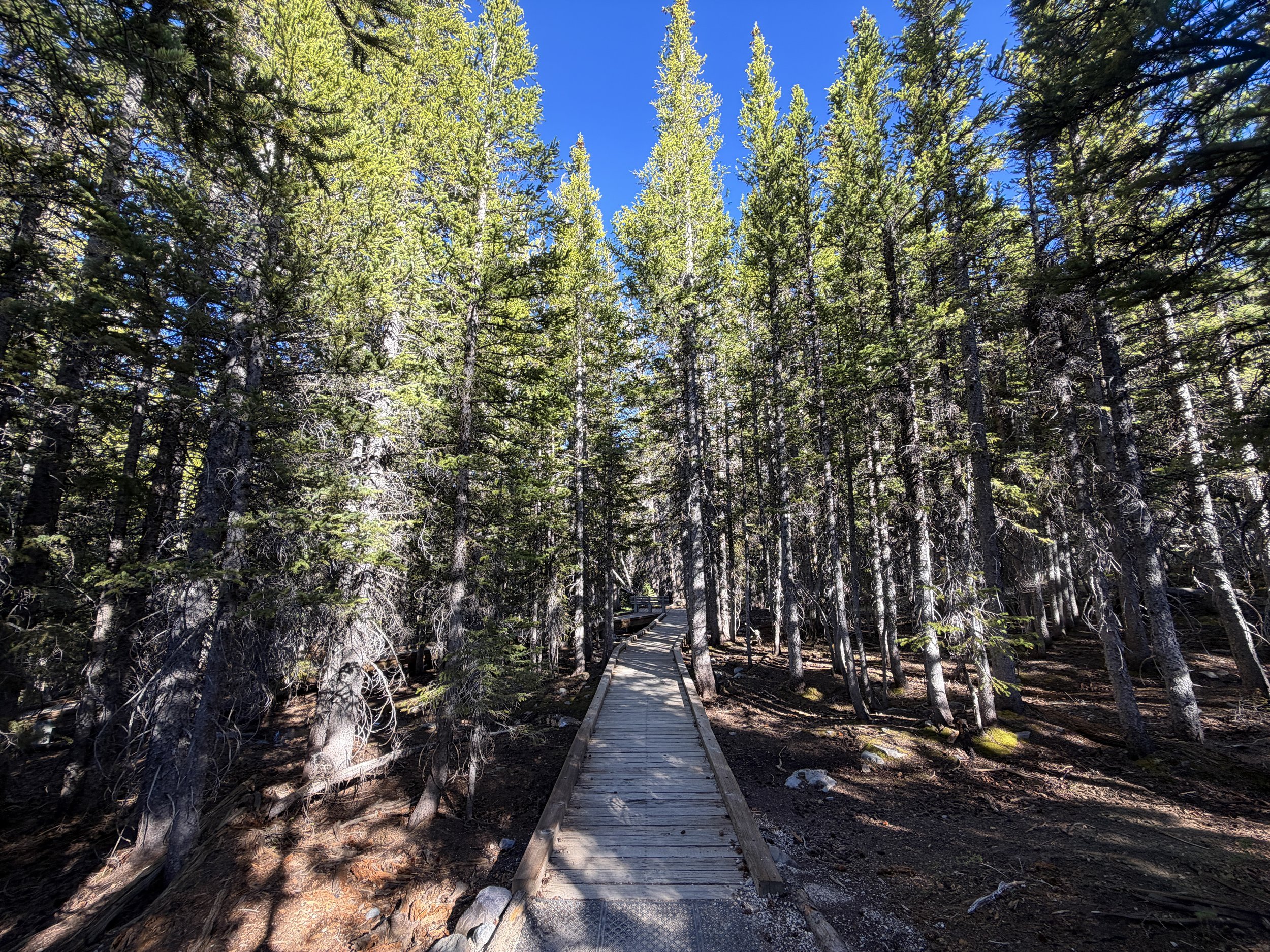Island Forest Trail Great Basin National Park Nevada