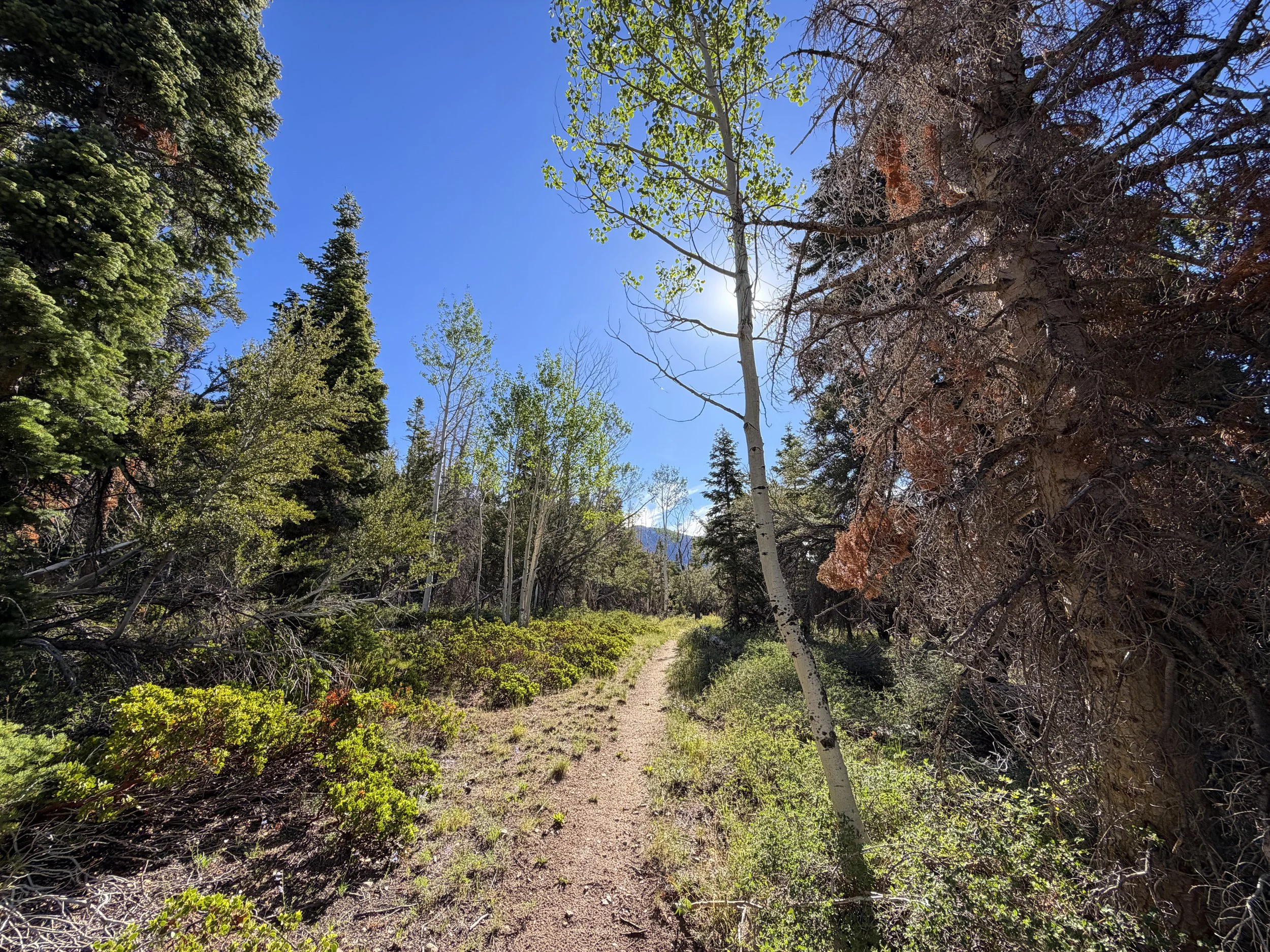 Johnson Lake Hike Great Basin National Park Nevada
