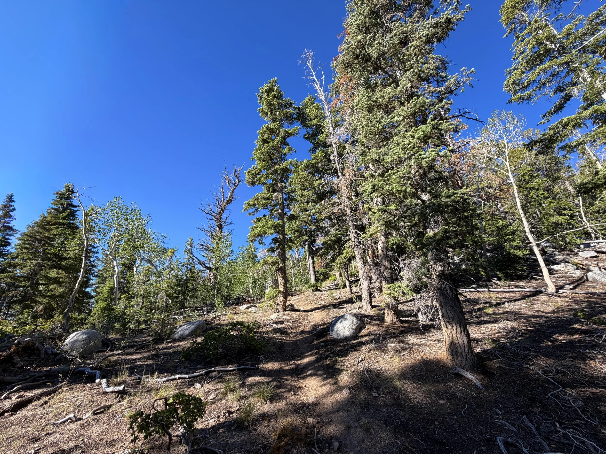 Snake Divide Trail to Mt Washington Great Basin National Park Nevada