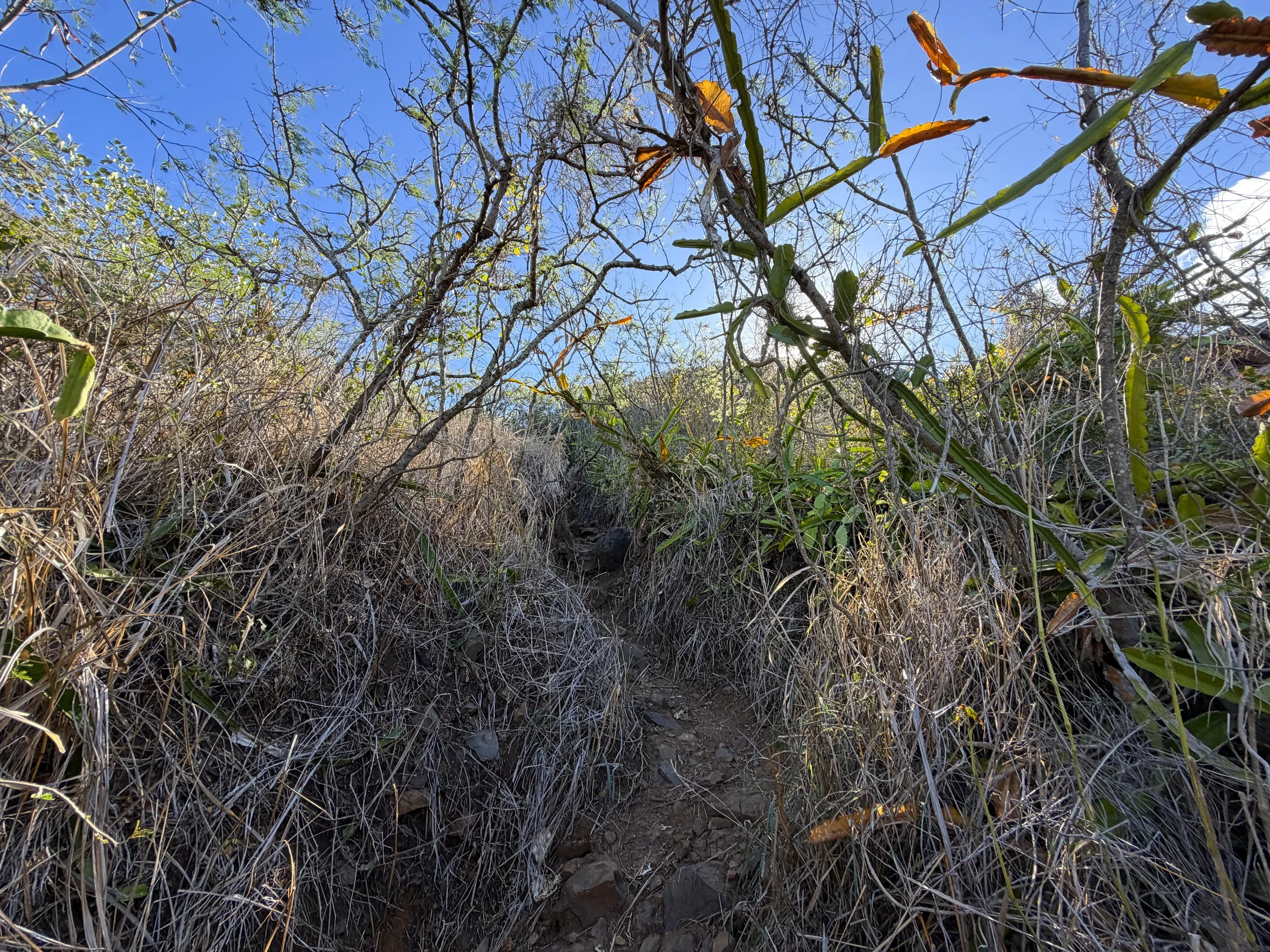 Back Way Lanikai Pillbox Trail Oahu Hawaii