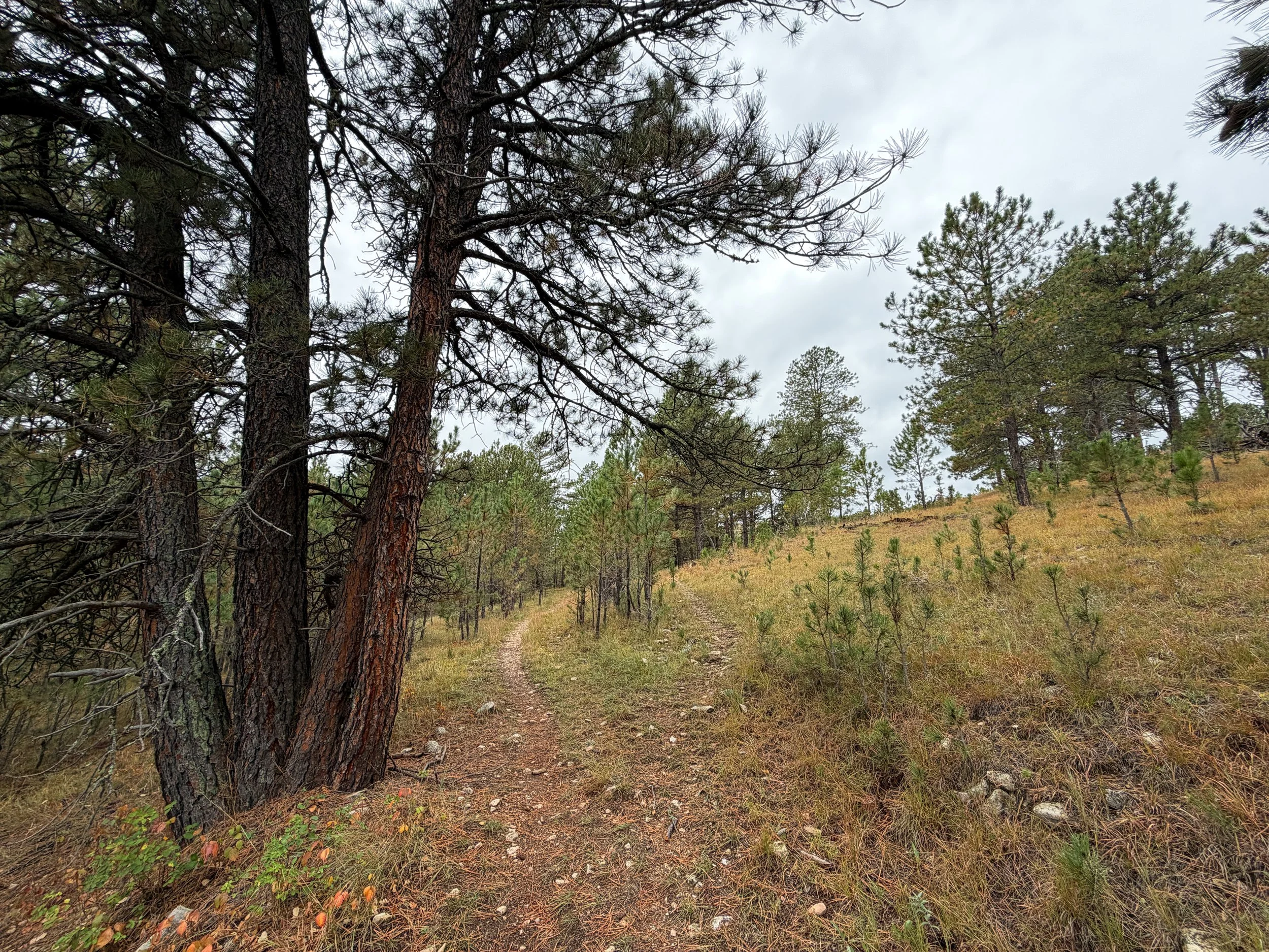 Highland Creek to Lookout Point Trail Wind Cave National Park South Dakota