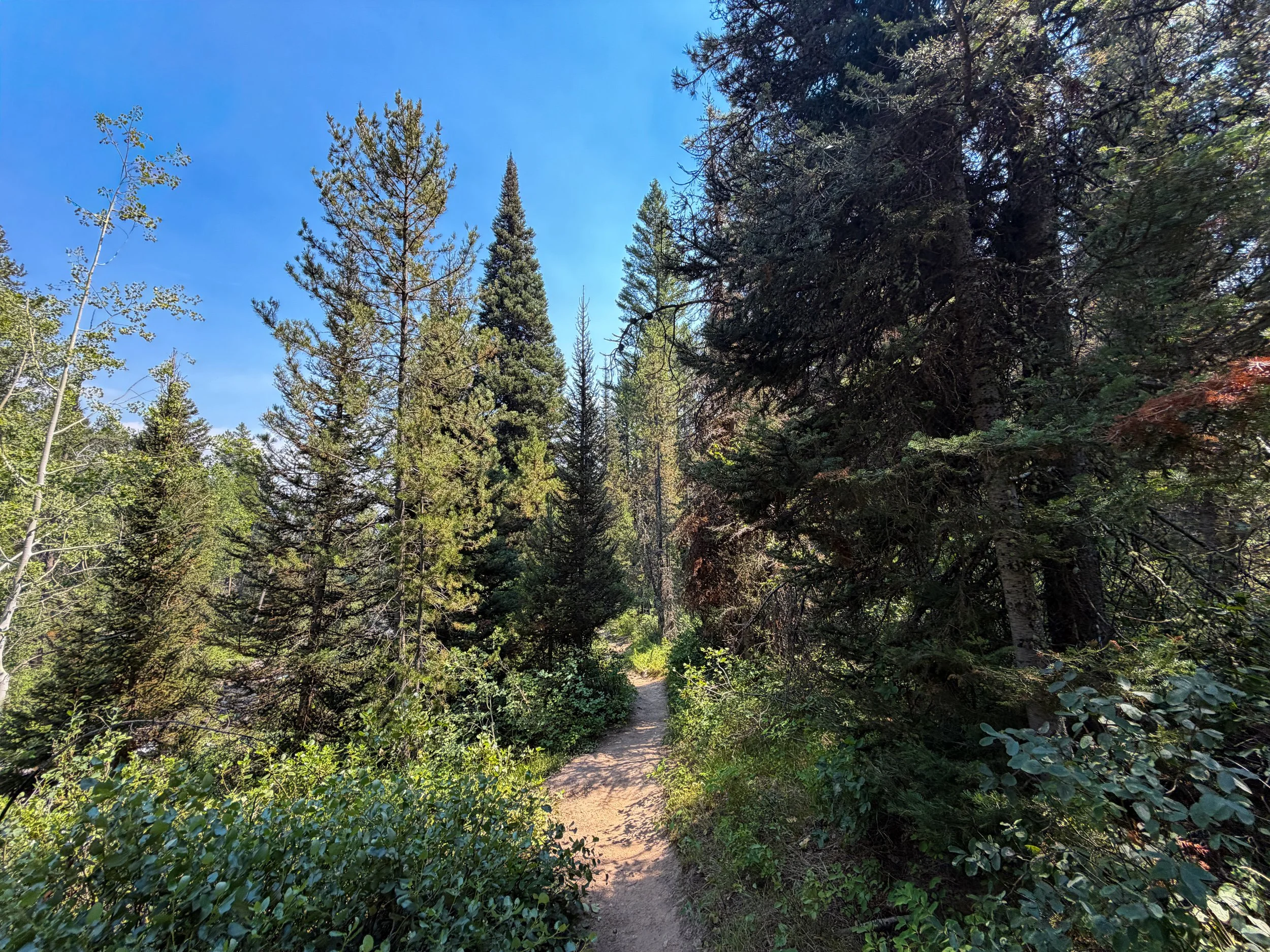Phelps Lake Loop Trail Grand Teton National Park Wyoming